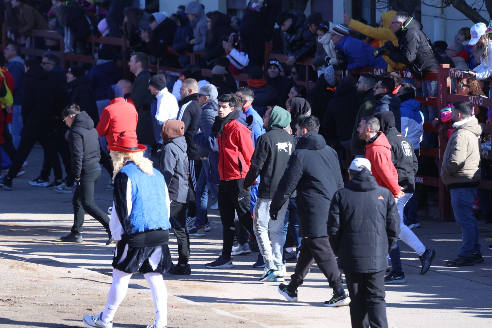 Toro del Antruejo 2026 en el Carnaval del Toro de Ciudad Rodrigo