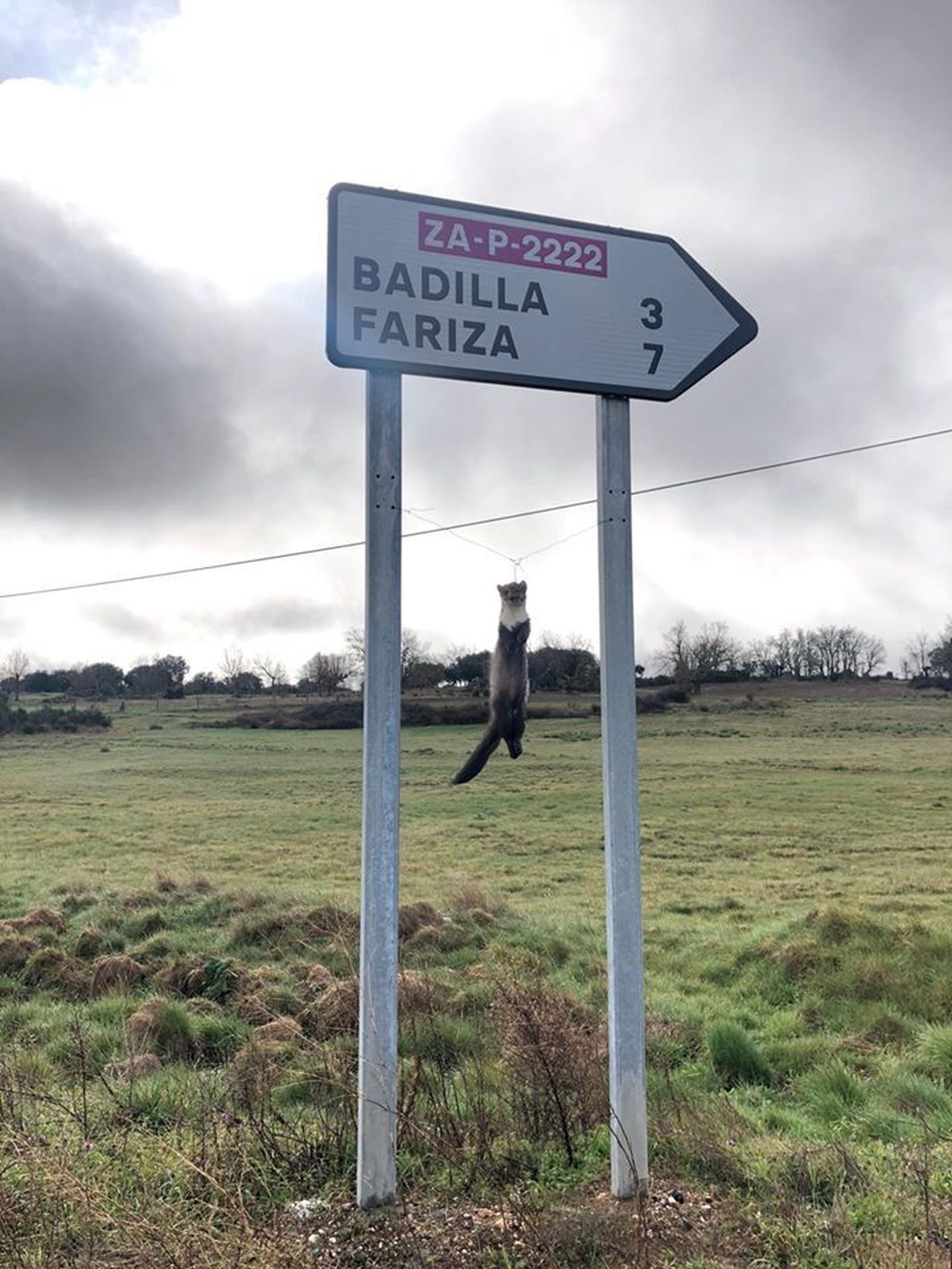 87956016 10217931574827143 7583656563802374144 o (1)