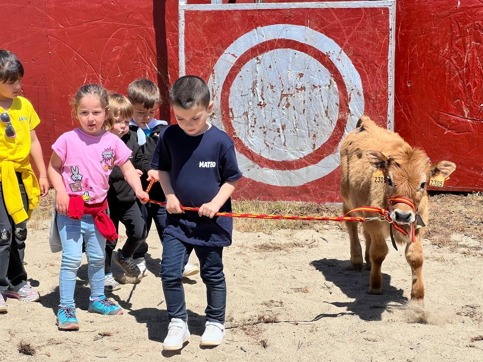Mini bueyes en las fiestas de Doñinos 2025