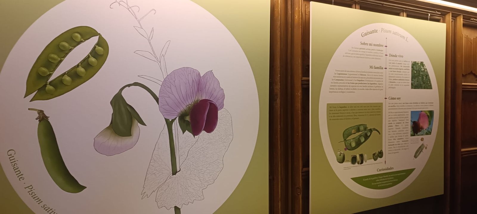 exposicion-botanica-3