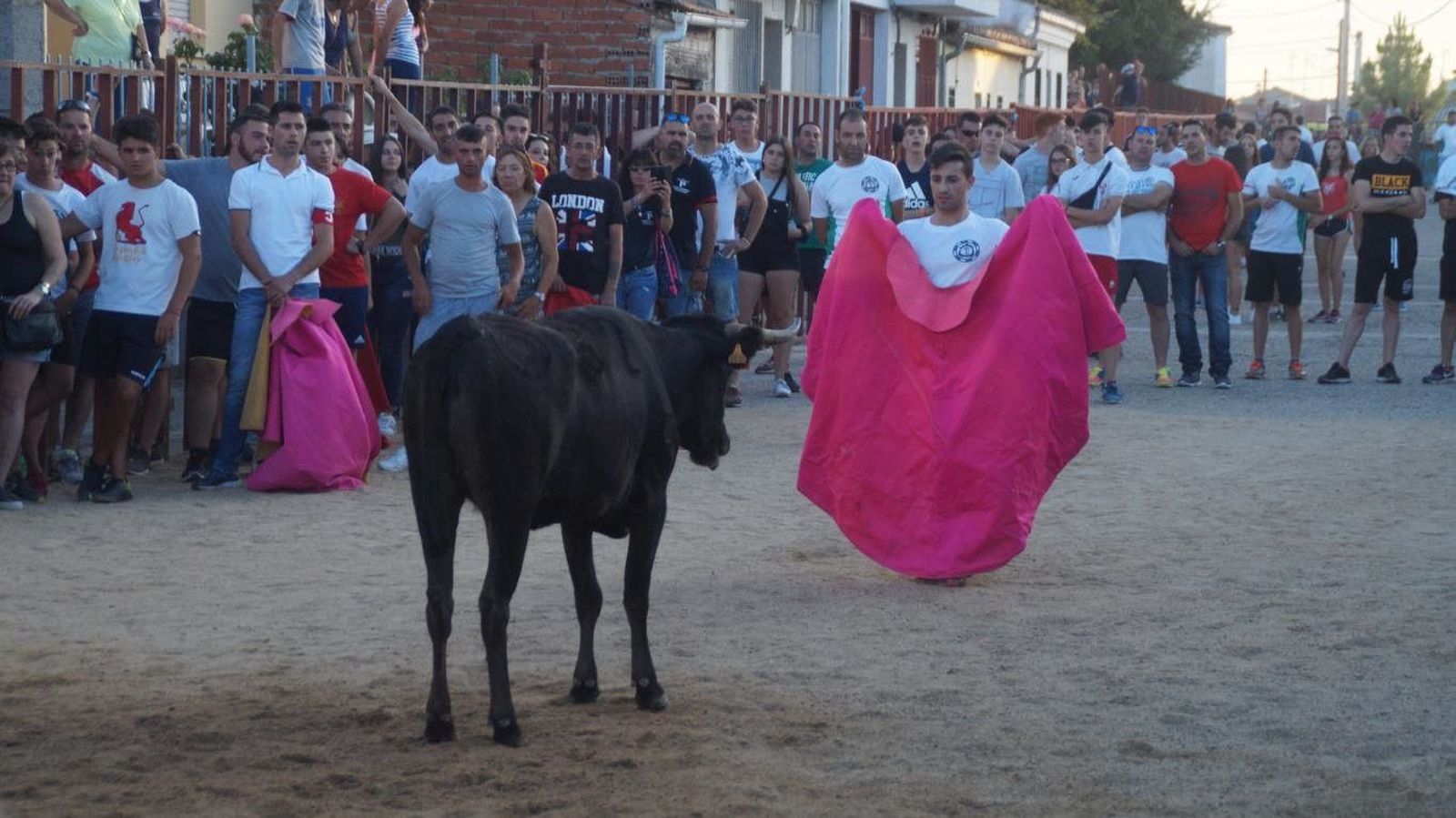 Toro de cajón en Babilafuente