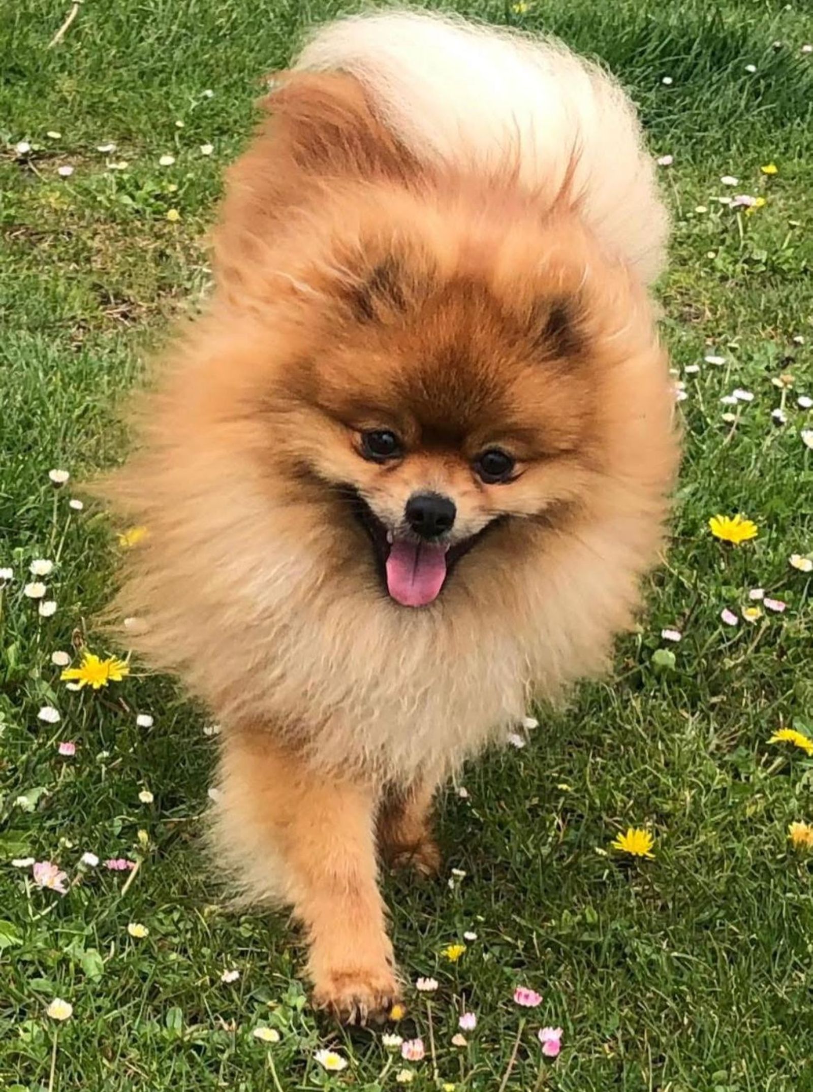 Coco, perro robado este lunes en una tienda de Federico Anaya