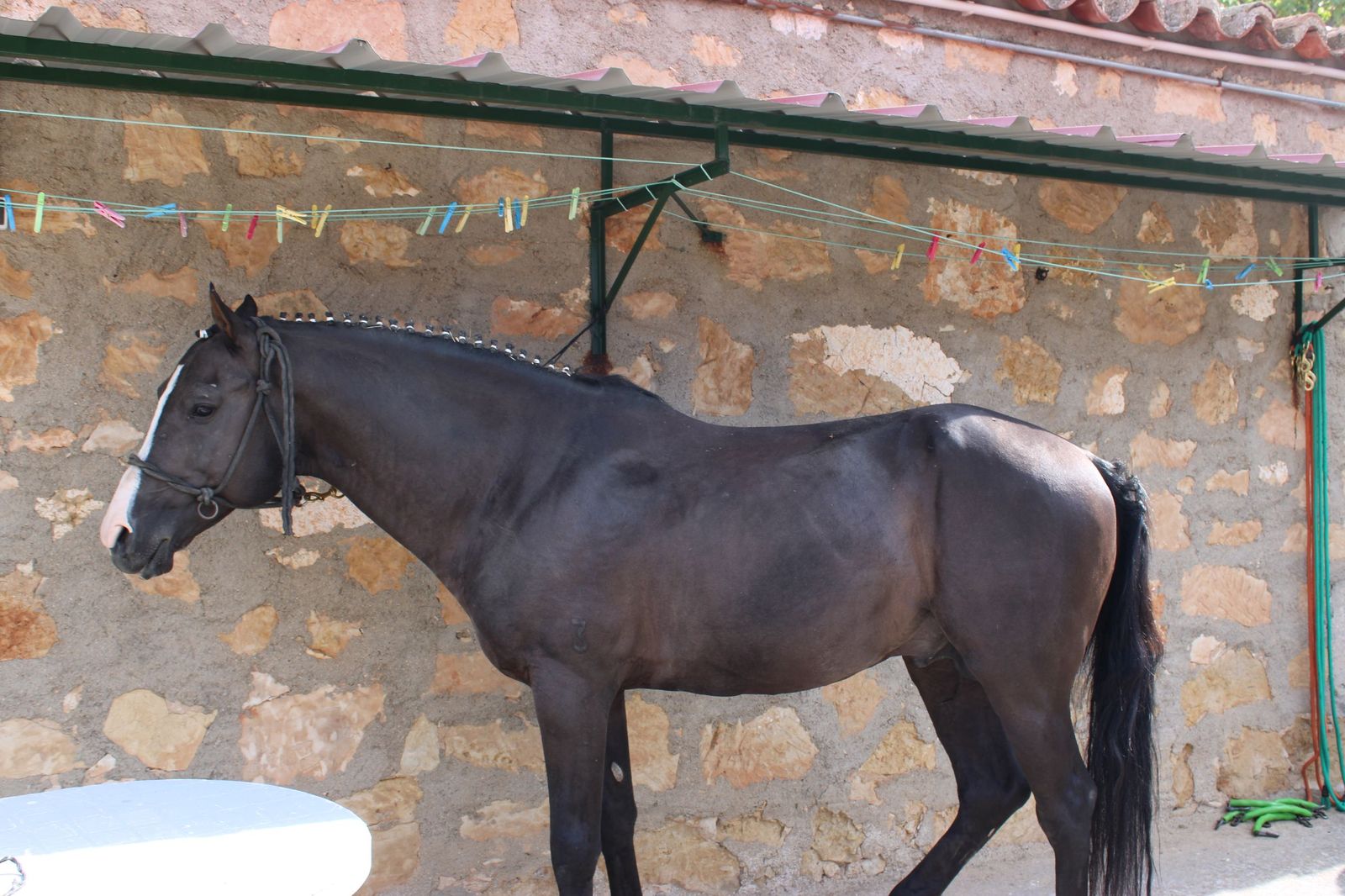 Sorteados los novillos de Montalvo para Raquel Martín y Olga Casado en el primer festejo de la feria en La Glorieta