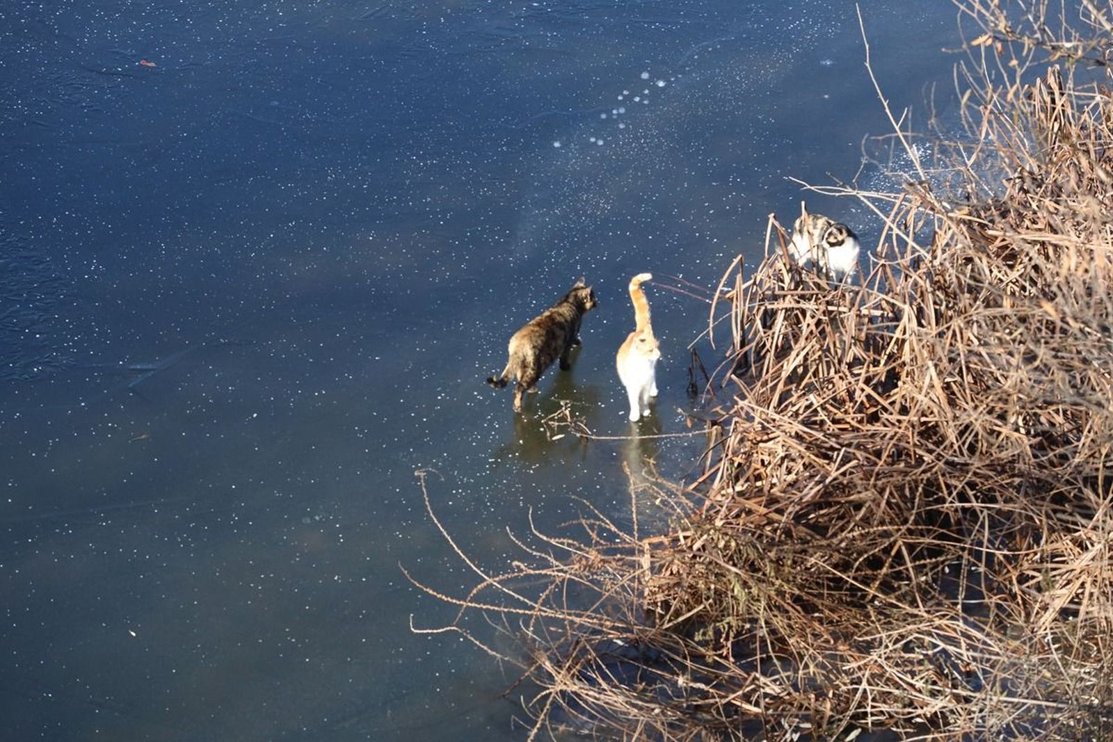 La colonia de gatos de la Vía Helmántica camina por el hielo en busca de comida