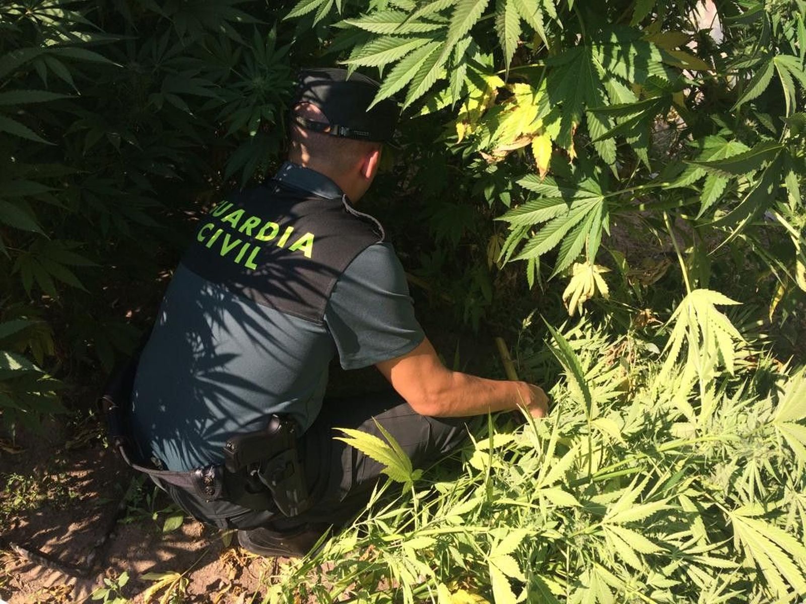 Incautación de marihuana