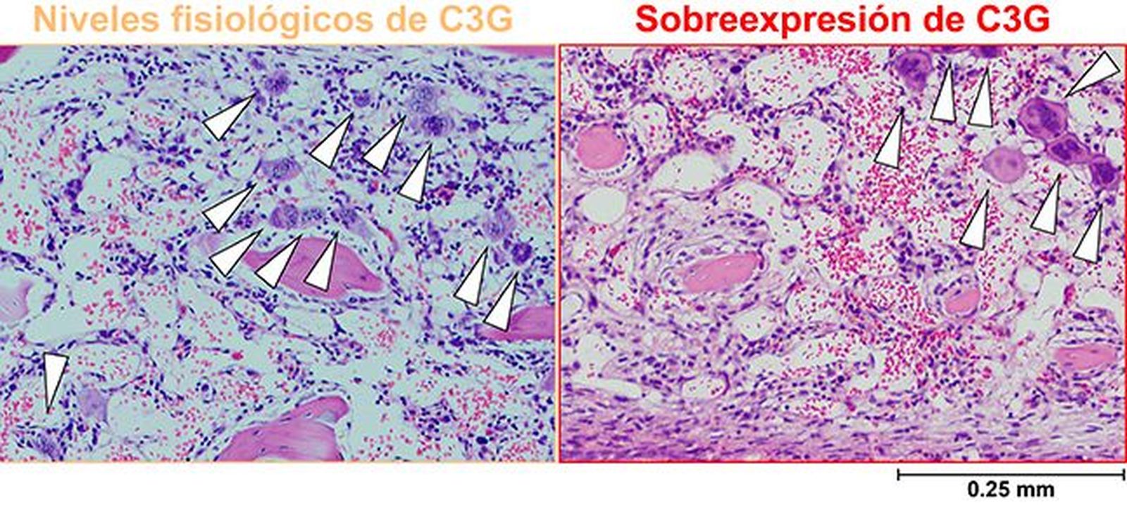 Investigadores de la Universidad de Salamanca identifican un potencial avance en la regeneración de la médula ósea