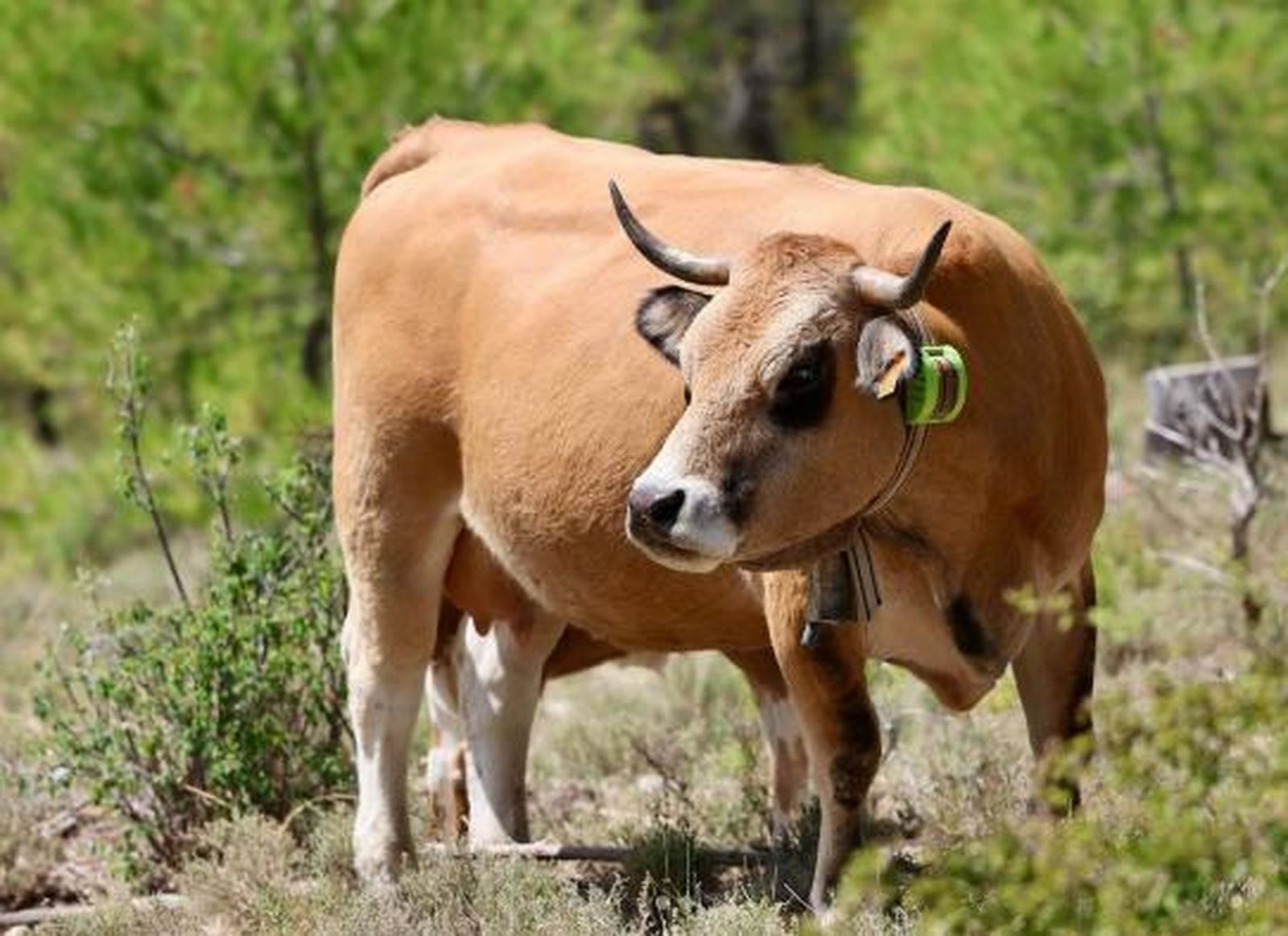 Imagen de una vaca con collar de vallado virtual