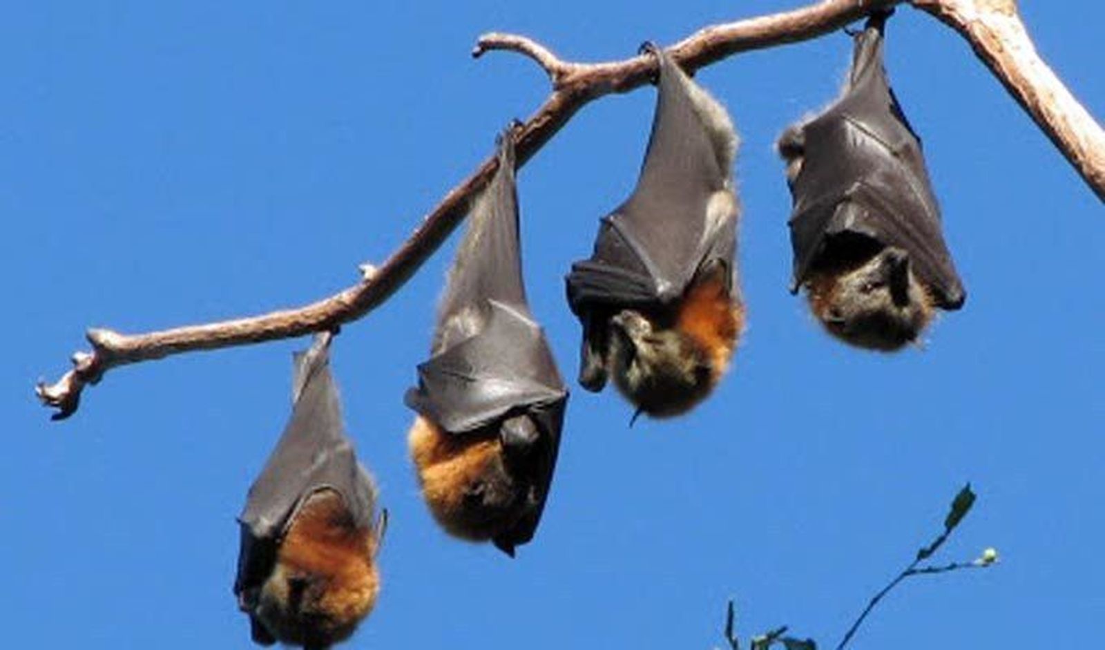 Jornada de introducción al mundo de los murciélagos