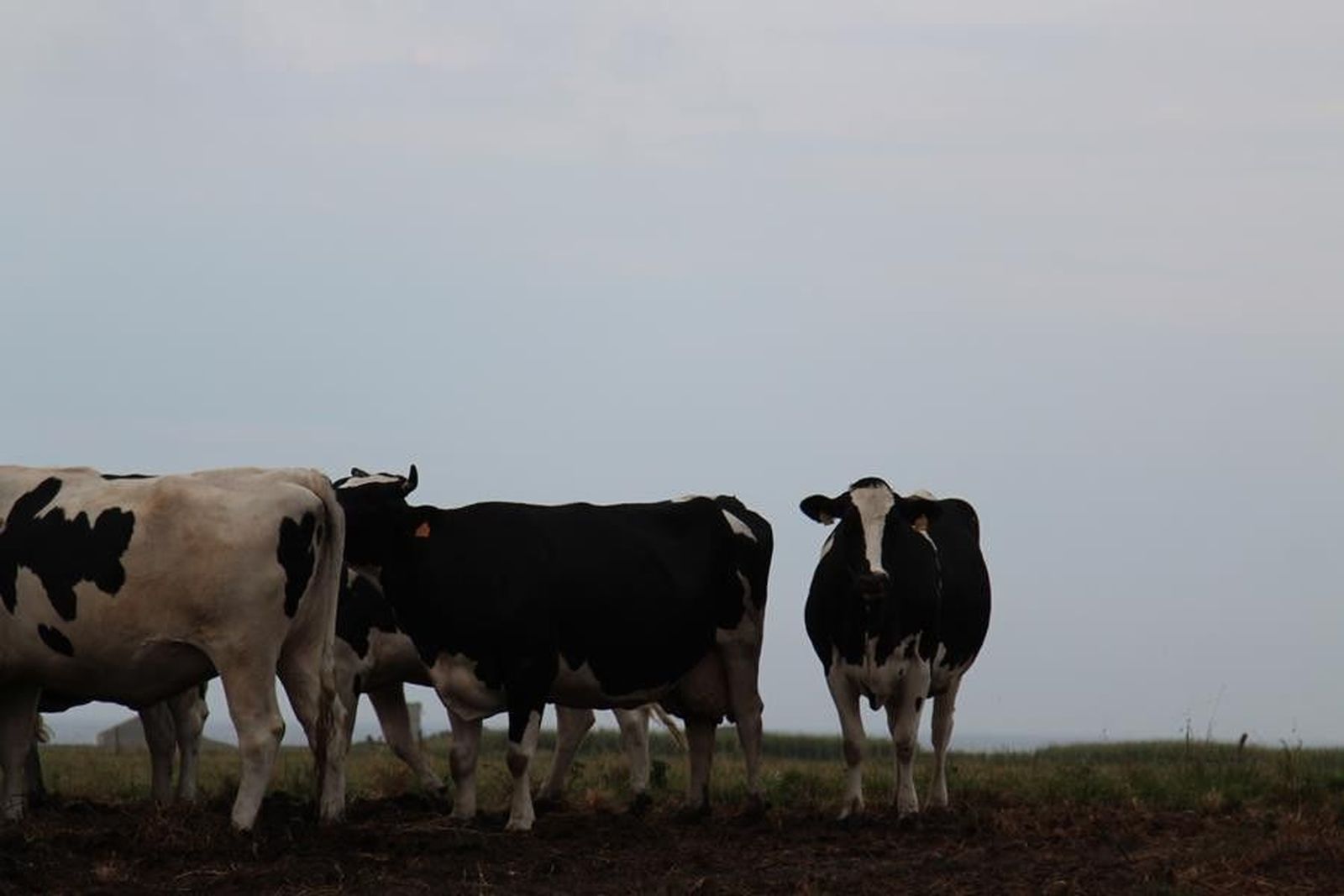 Vacas en el campo Vacas en el campo