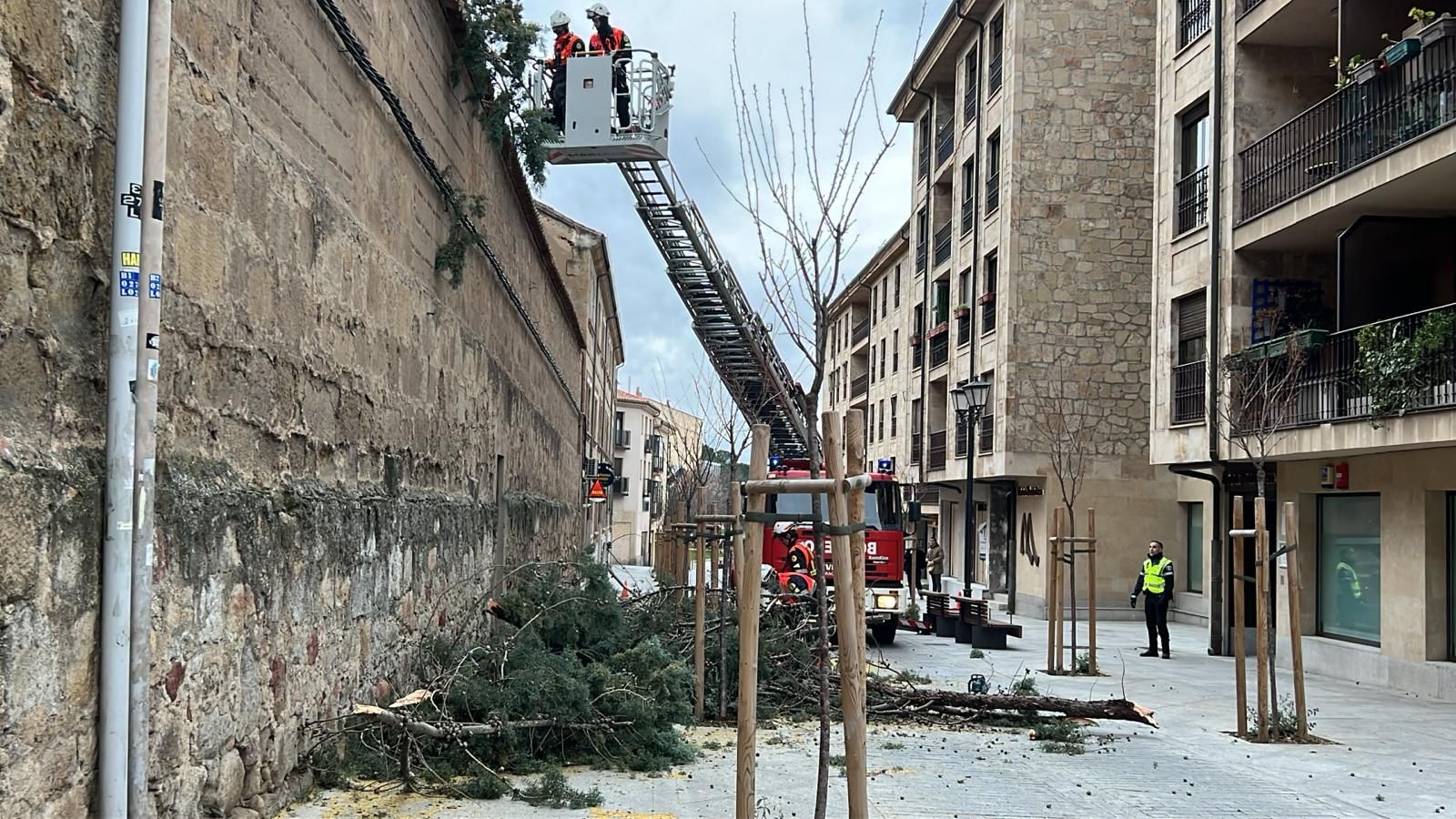 Cae un árbol en la Purísima