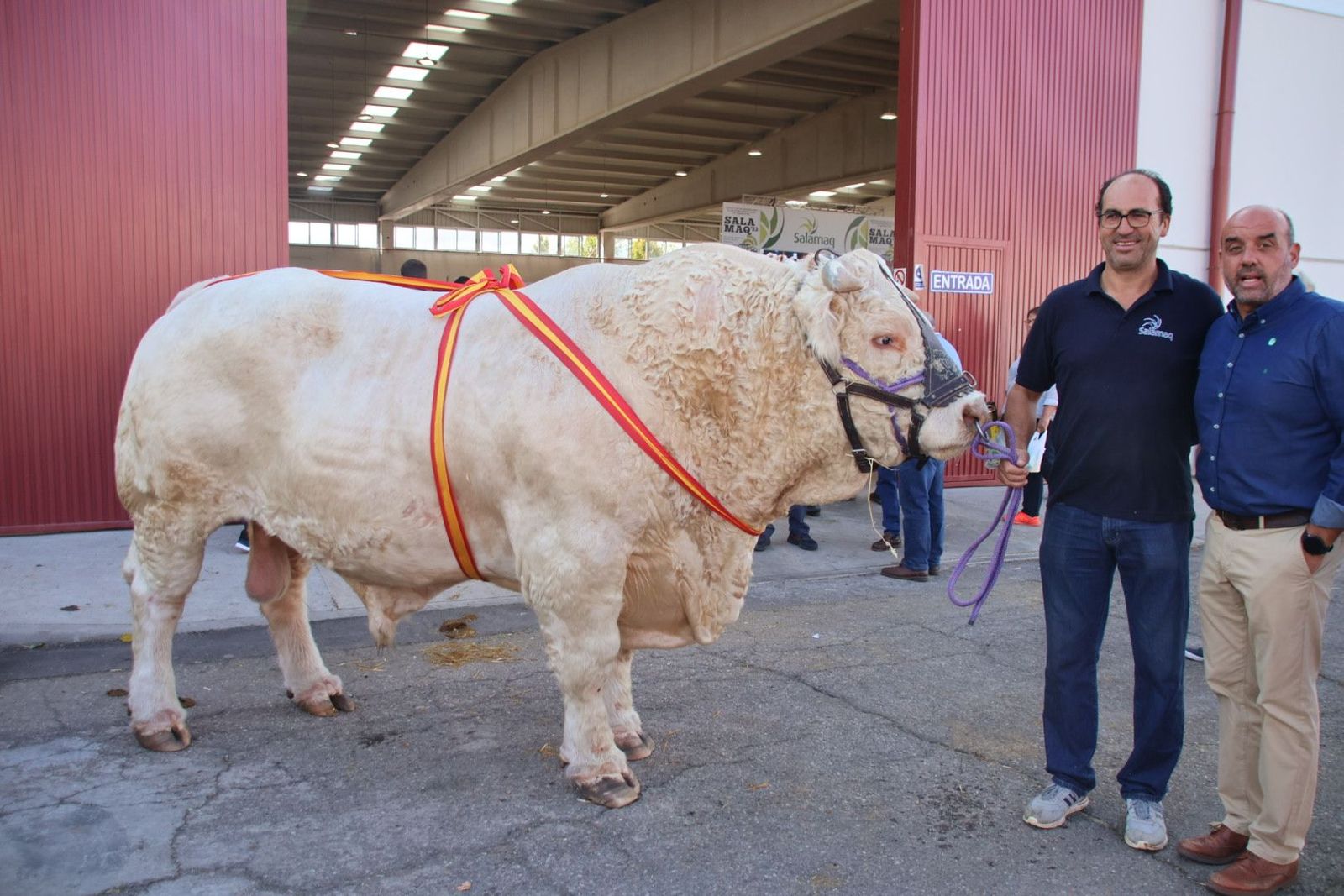 ‘Jacson’ campeón adulto charolés del concurso de Alberto Martín Gallego. Foto Andrea M.