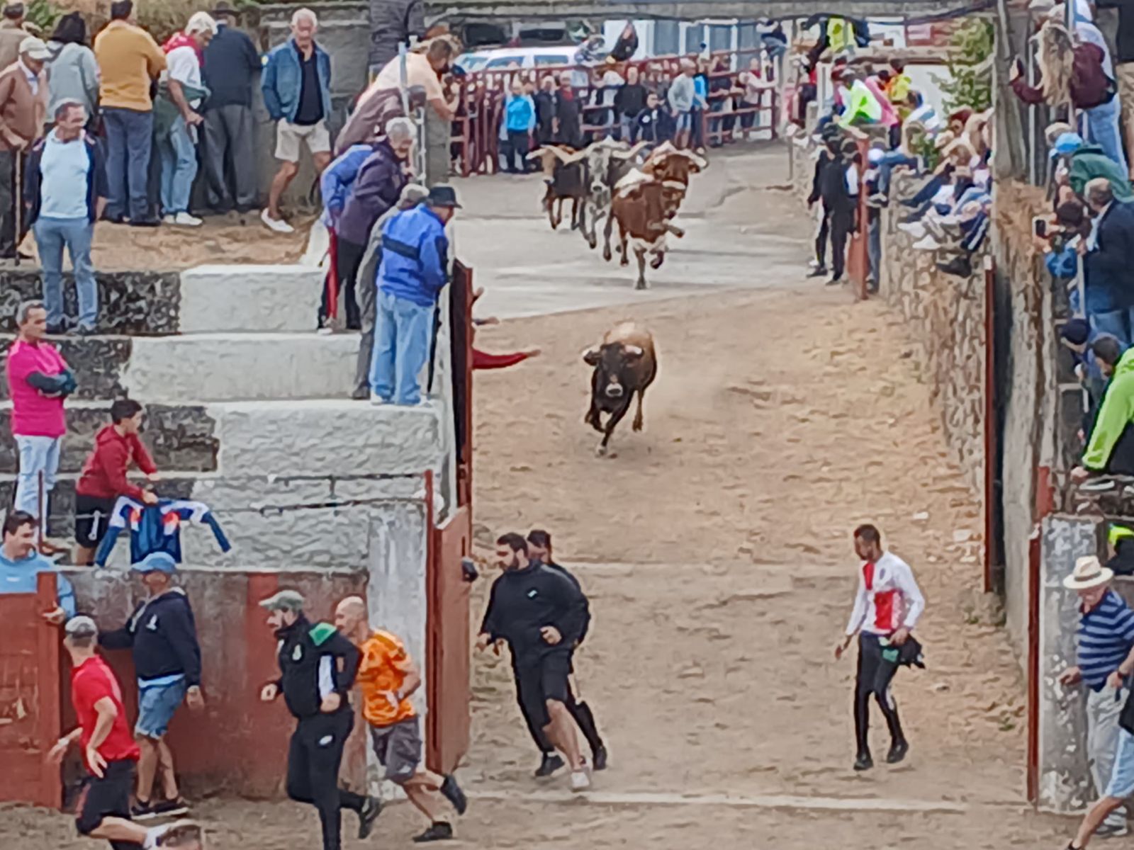 Segundo encierro con novillos de Valdeflores en Pereña de la Ribera