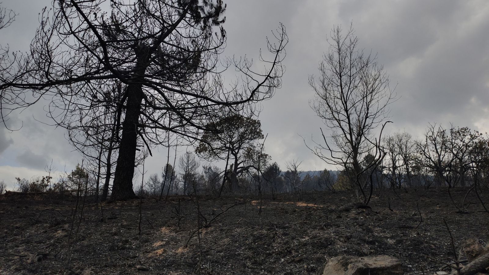 las-desoladoras-imagenes-de-la-sierra-de-la-culebra-tras-el-incendio-16
