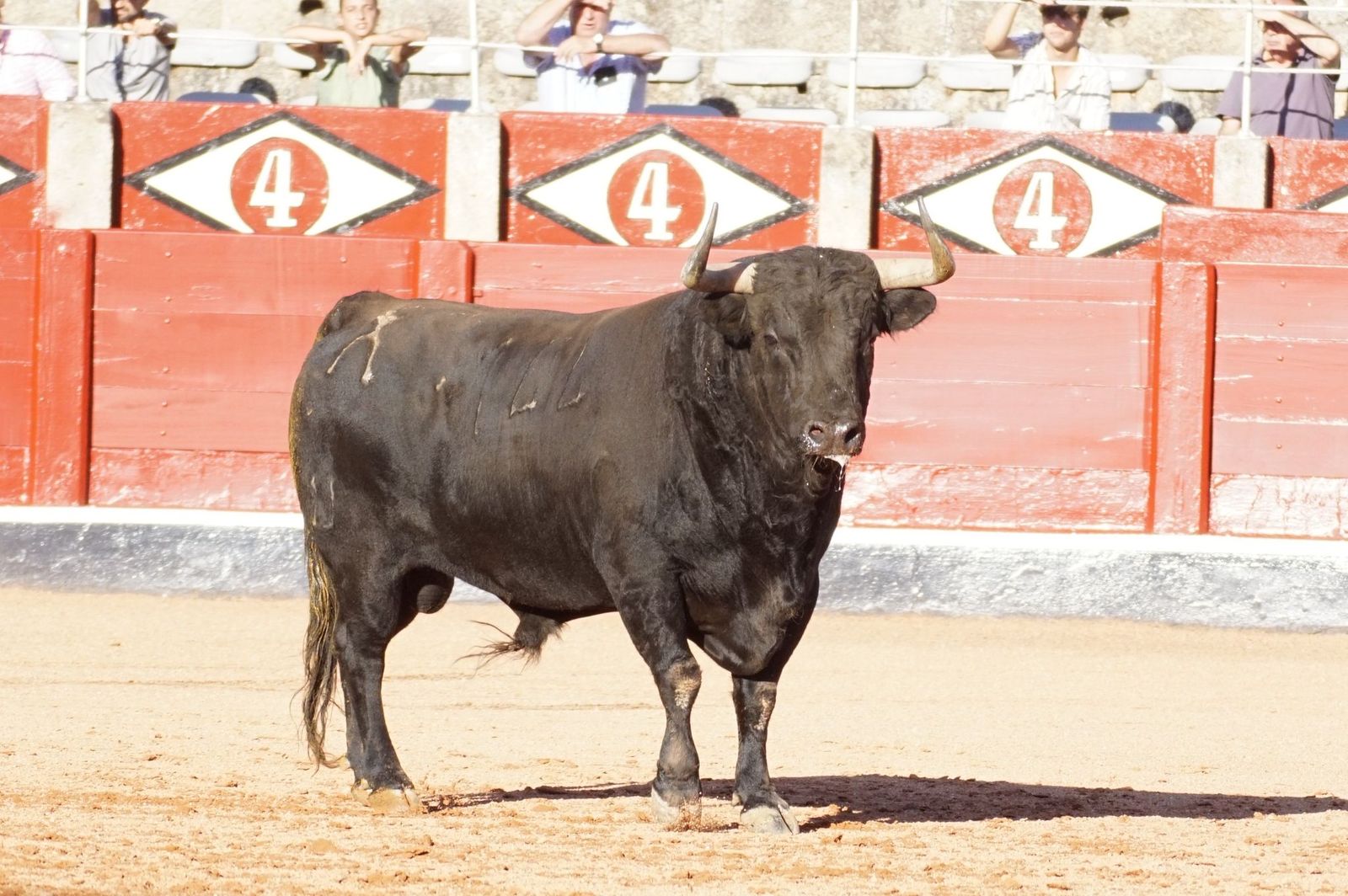 Tradicional Desenjaule en la Plaza de Toros La Glorieta