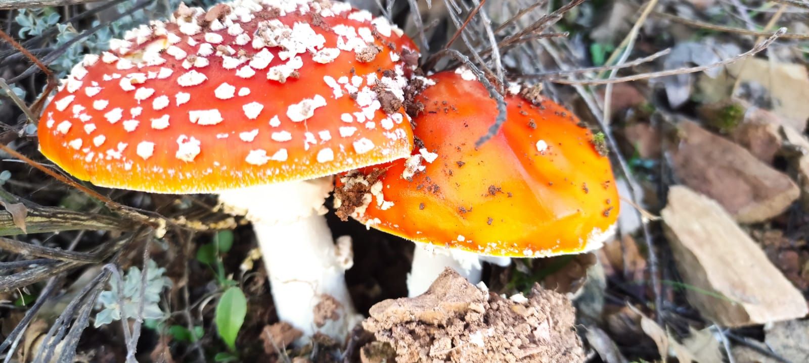 amanita muscaria