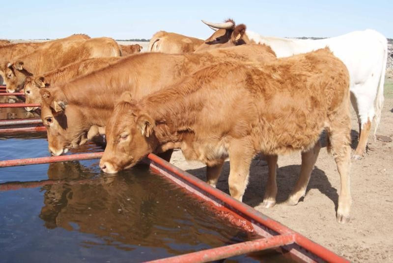 La 19 de Abril pide hueco para los productores en la Interprofesional del Vacuno