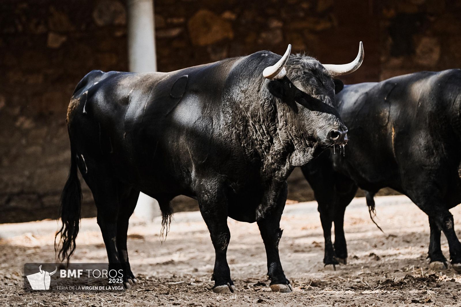 Sorteo de la corrida de Vellosino para Damián Castaño, Diego San Román e Ismael Martín en La Glorieta