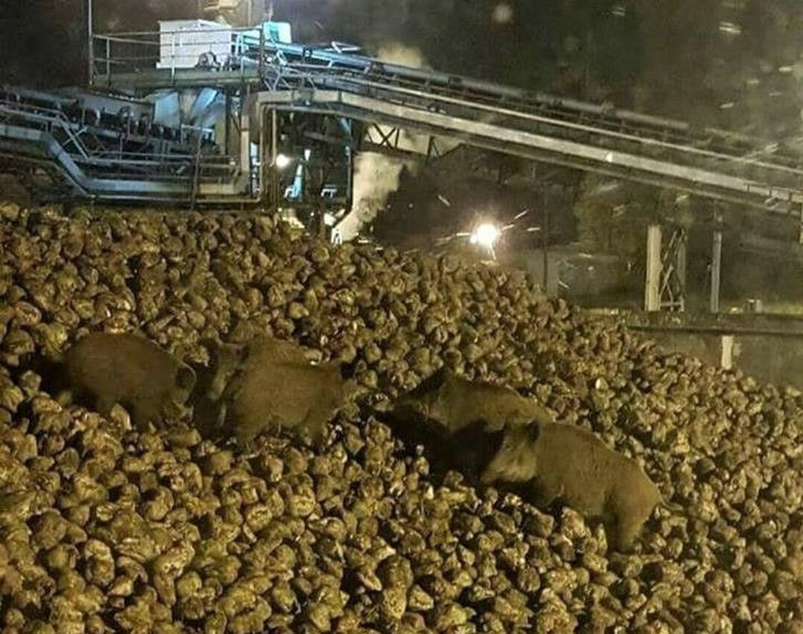 DSITBJPW4AAAWIR (Copy)