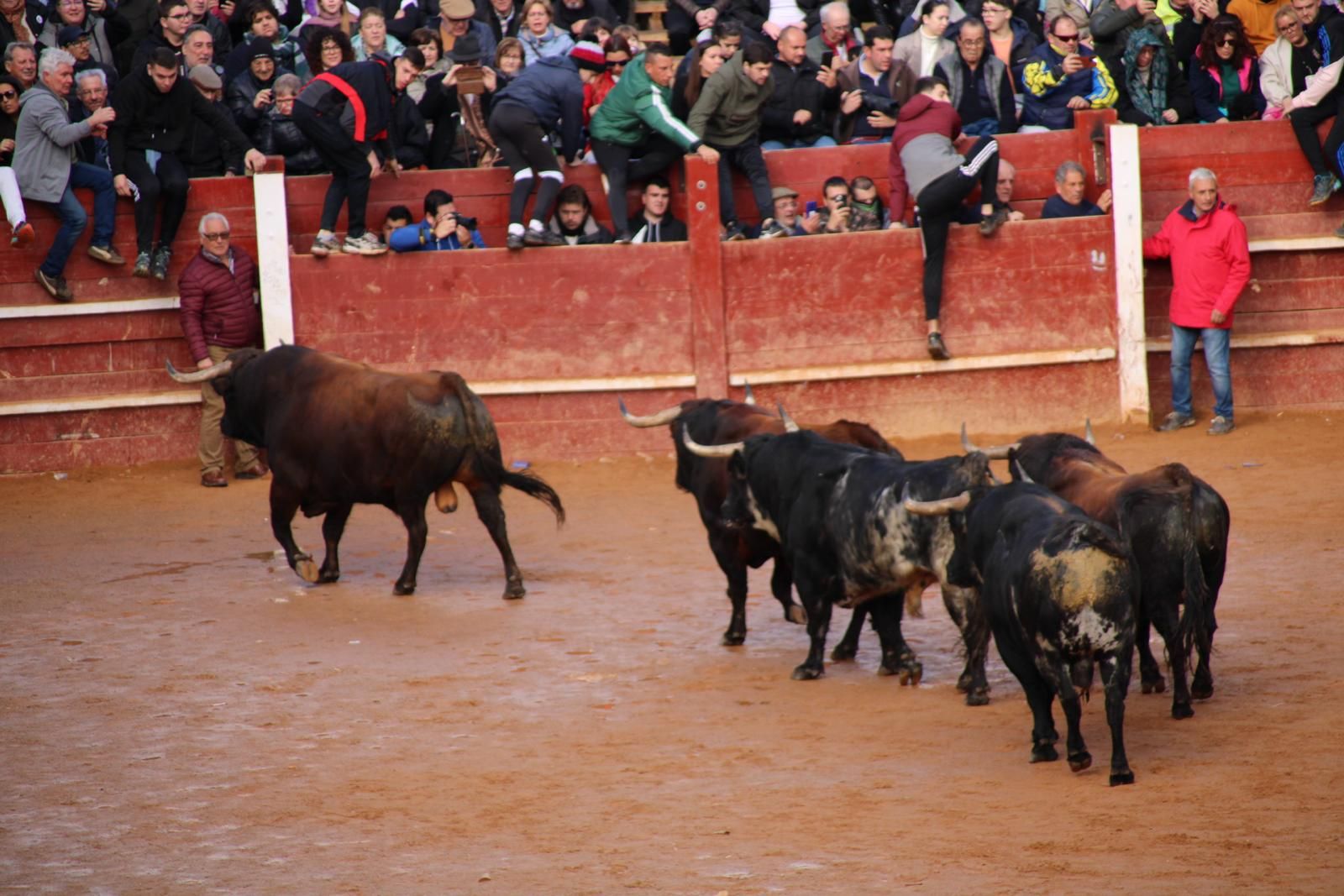 encierro-del-martes-de-carnaval-en-ciudad-rodrigo-22