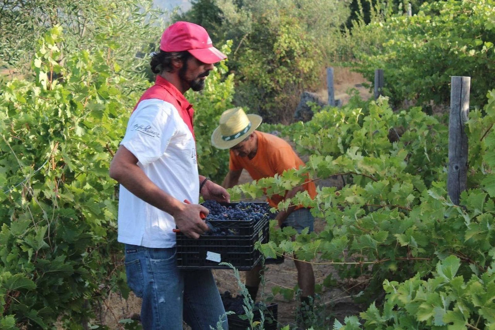 Arranca la vendimia 2017 en la Denominación Sierra de Salamanca