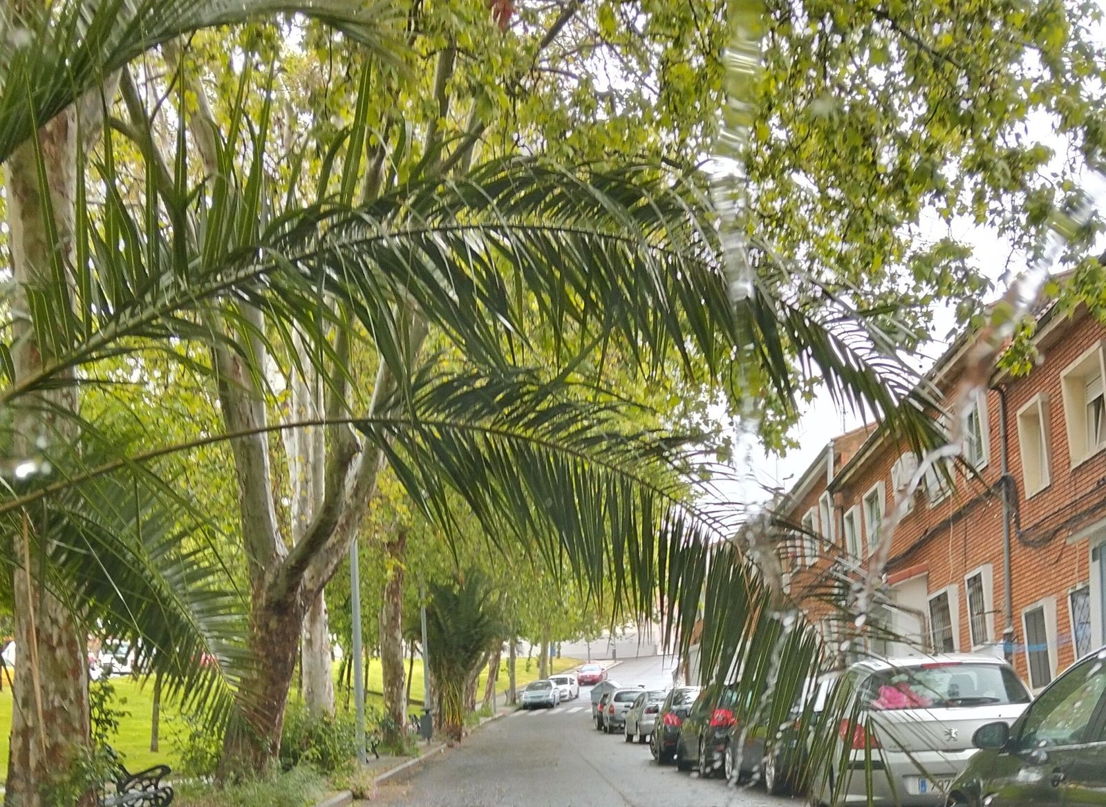 Vecinos de la calle El Castañar reclaman la poda urgente de árboles por riesgo para peatones y conductores Vecinos de la calle El Castañar reclaman la poda urgente de árboles por riesgo para peatones y conductores