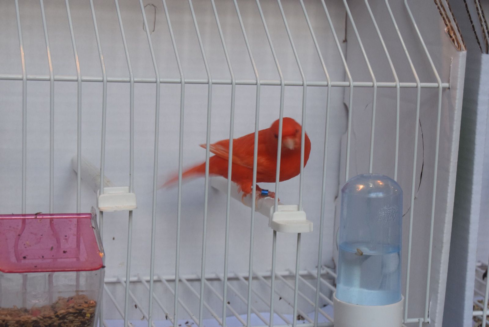 exposicion-ornitologica-en-el-colegio-universitario-13