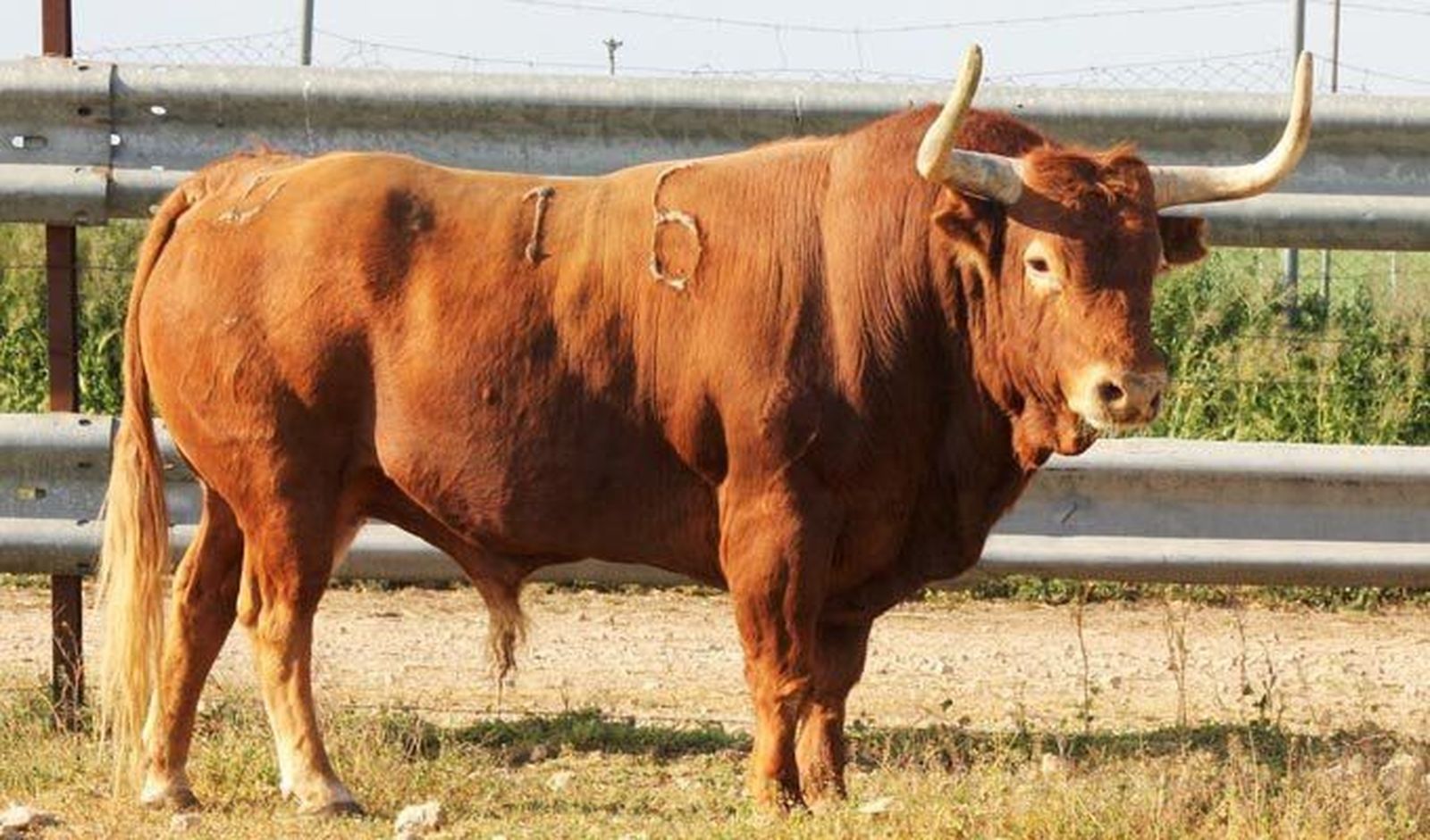 Así es ‘Razonador’, el toro enmaromado 2017