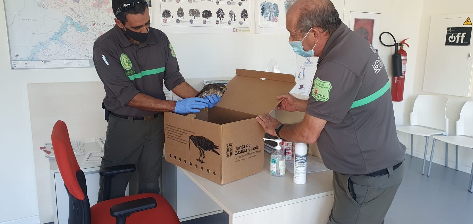 Gavilan herido rescate