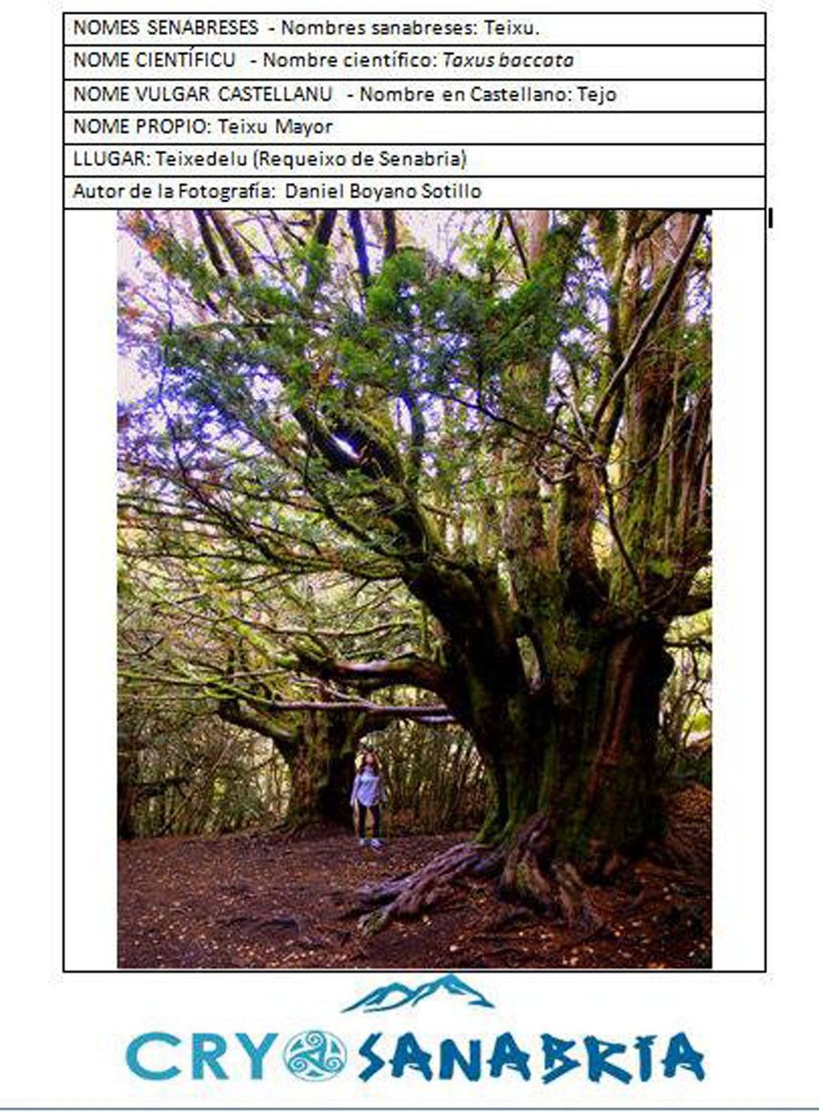 Ficha arbol