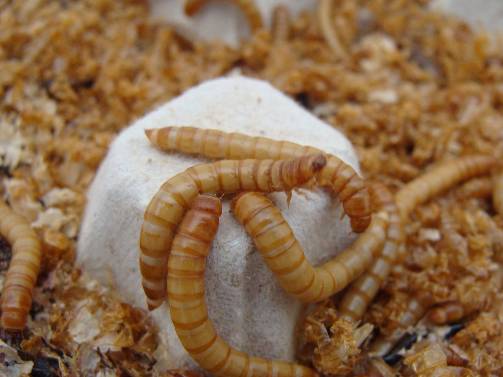 Tenebrio Molitor | Foto: TEBRIO