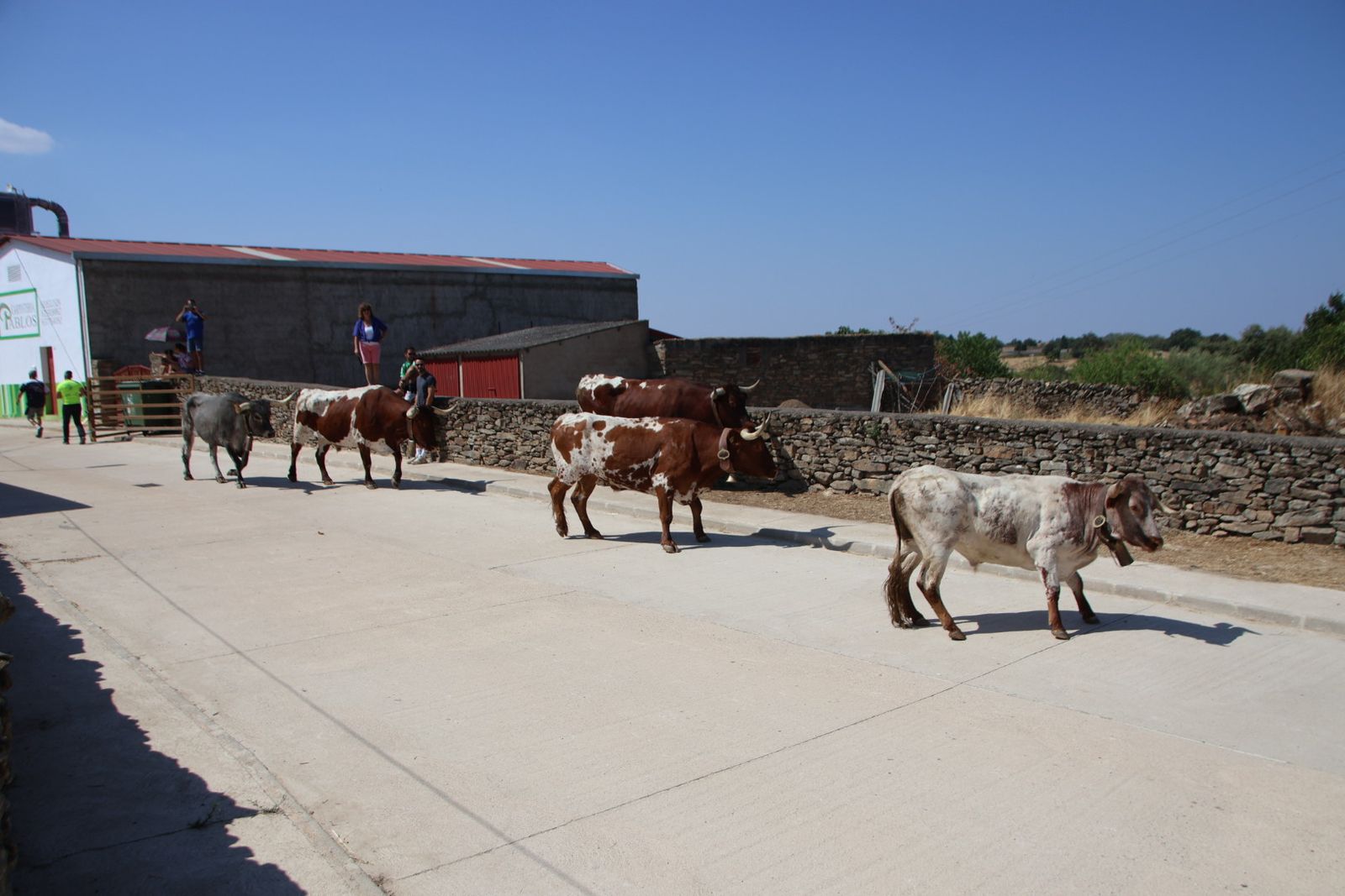 Lumbrales encierro a caballo
