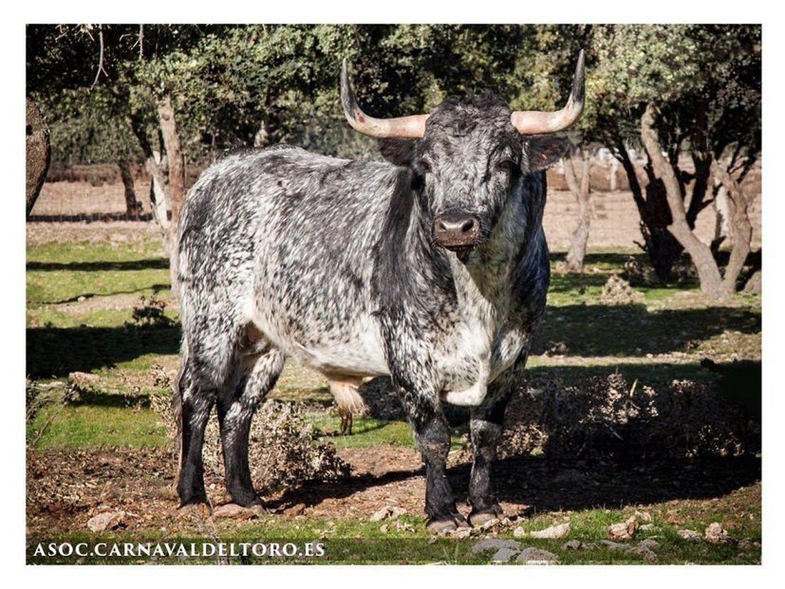 Presentados los toros del Carnaval 2017
