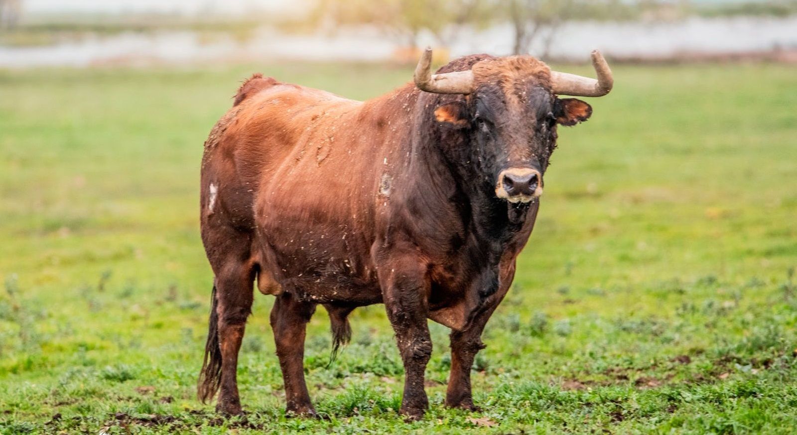 'Fragata' Toro Antruejo 2024, de la ganadería de Aldeanueva, sustituto de 'Jiraldillo' 'Fragata' Toro Antruejo 2024, de la ganadería de Aldeanueva, sustituto de 'Jiraldillo'