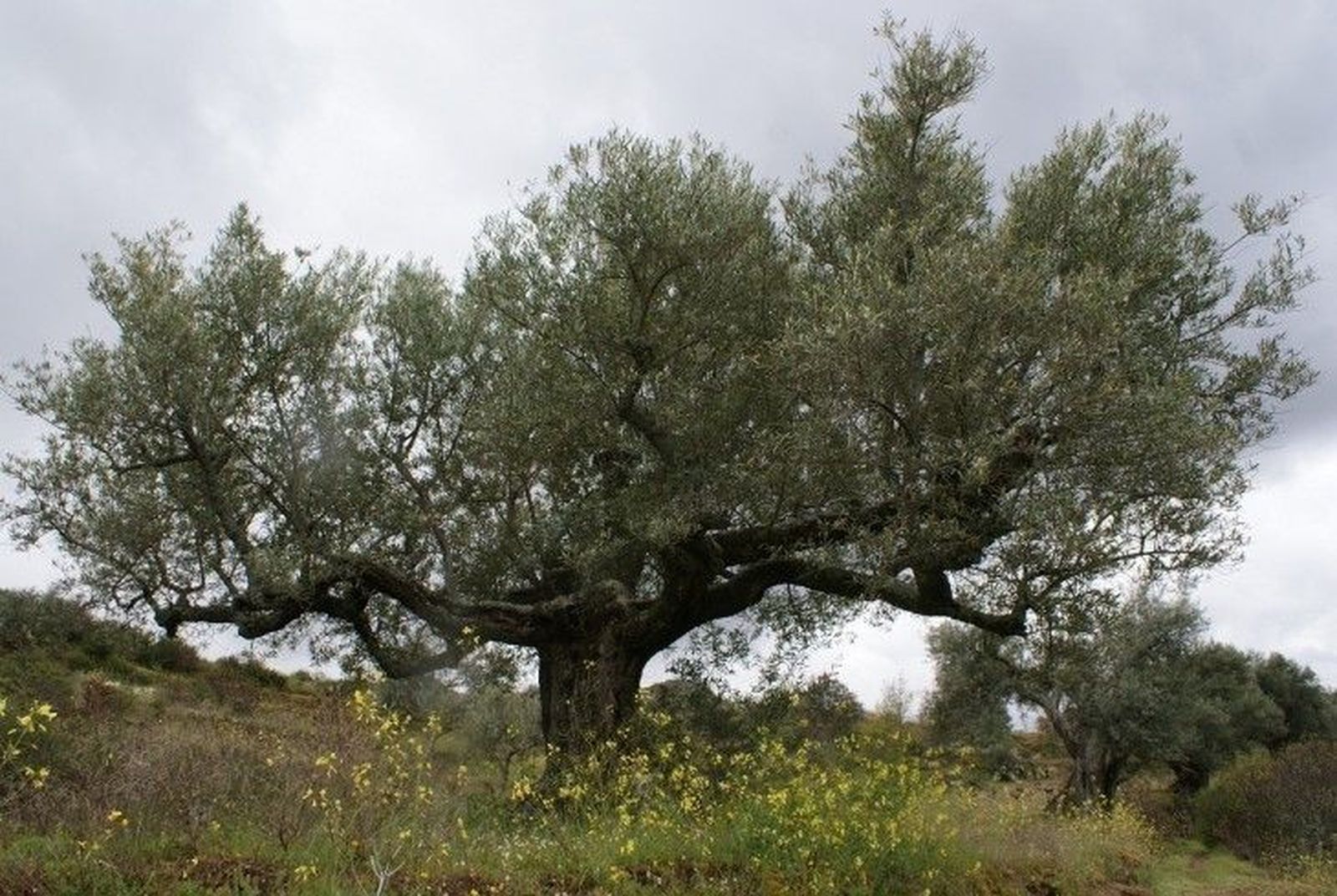 El libro 'El campo en Castilla y León' rinde homenaje a la vida en el medio rural