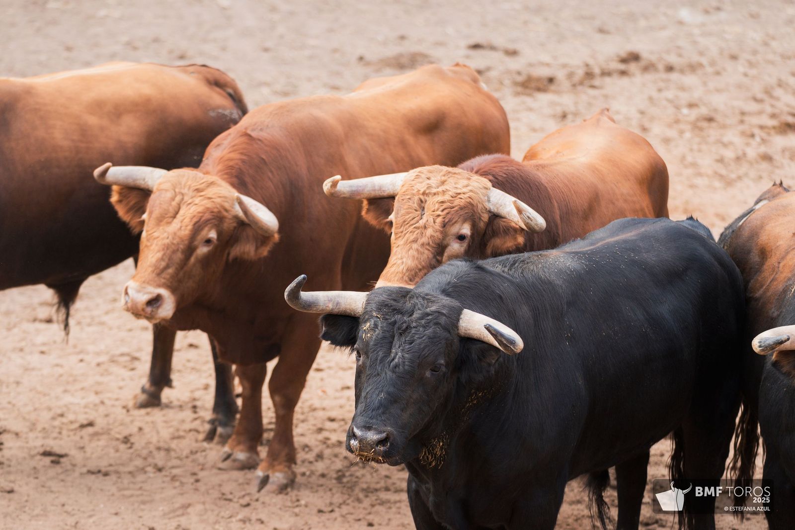 Sorteados los novillos de Montalvo para Raquel Martín y Olga Casado en el primer festejo de la feria en La Glorieta