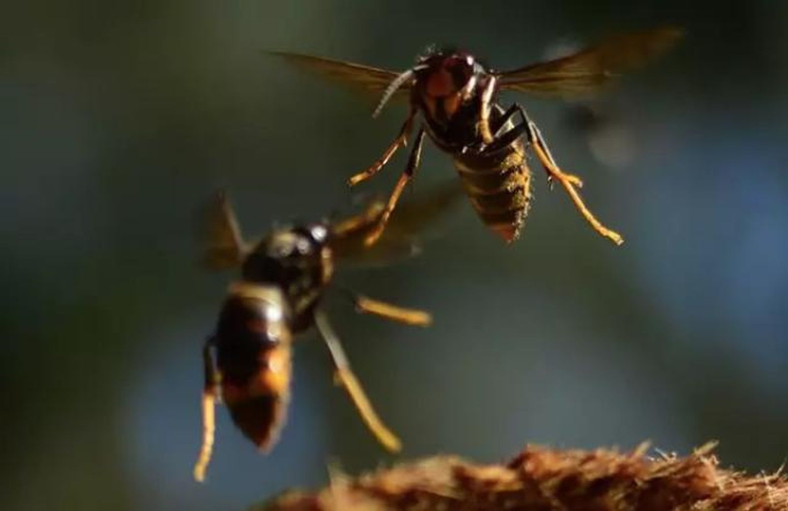 Avispas asiáticas - SANDRA ROJAS-NOSSA