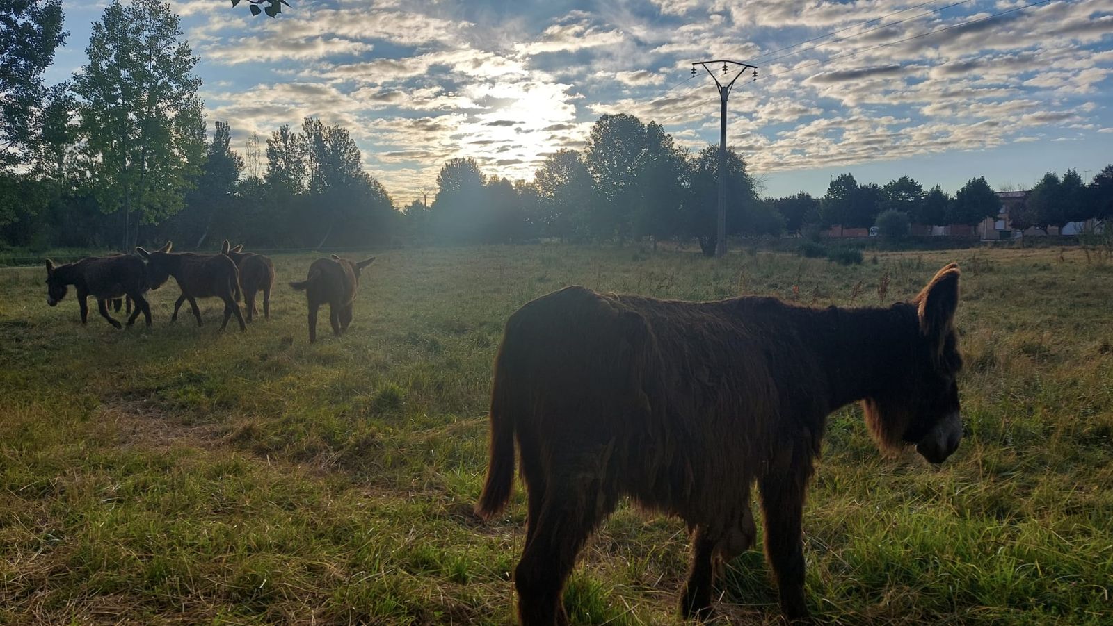Grupo de Asnos Zamoranos-Leoneses en Santa Croya de Tera