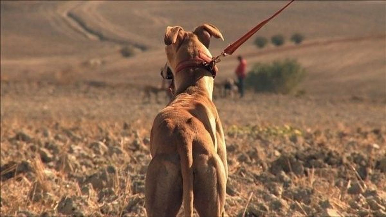 Proyección del documental 'Febrero, el miedo de los galgos'