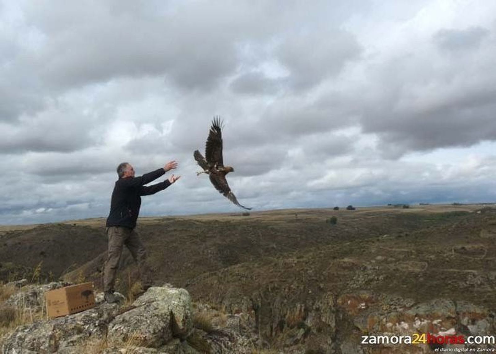 Curan y sueltan un águila perdicera que llegó con un ala rota al Centro de Recuperación de Aves de Villaralbo