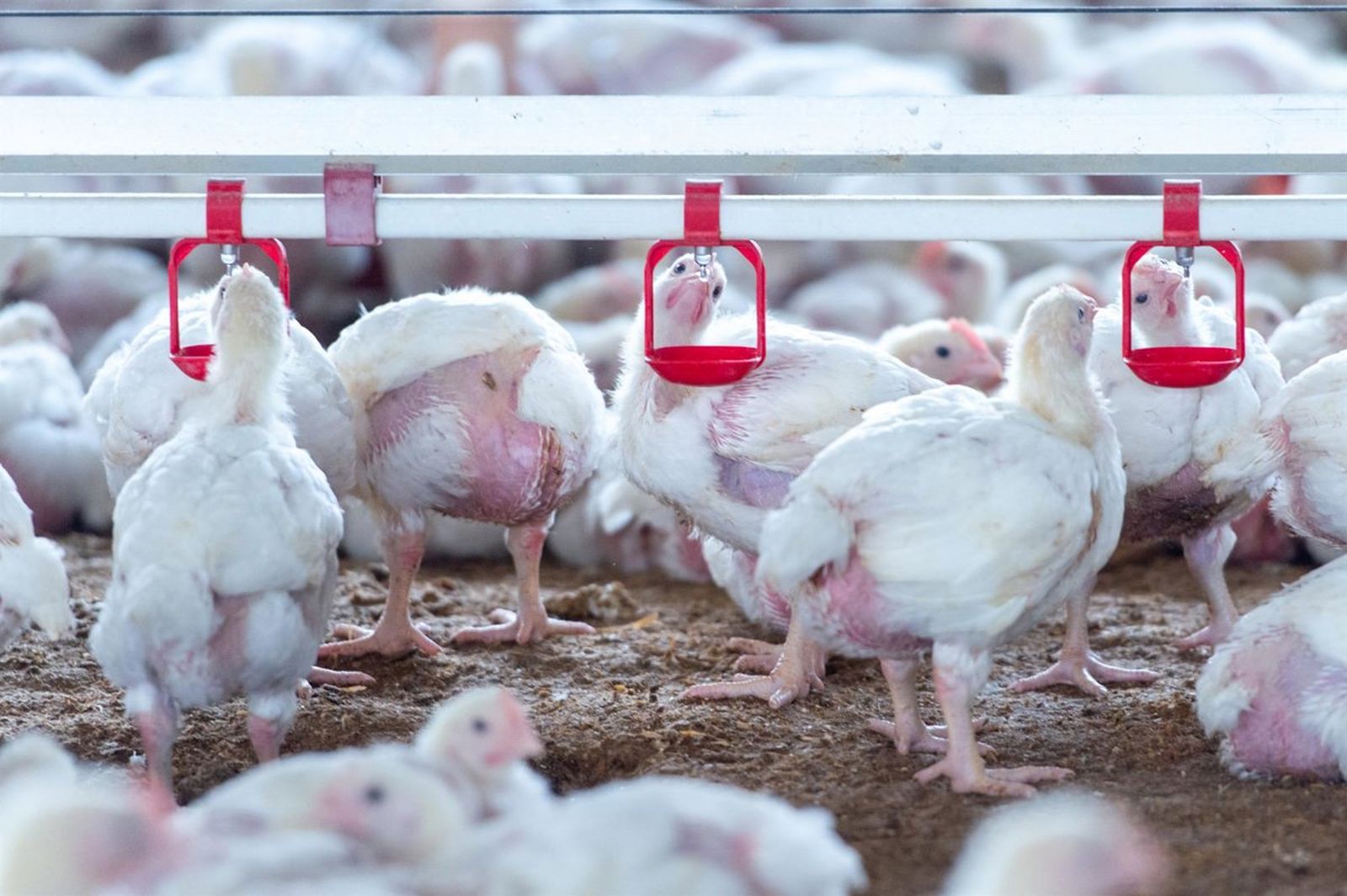 Granja de engorde de pollos. - Gustavo Valiente - Europa Press