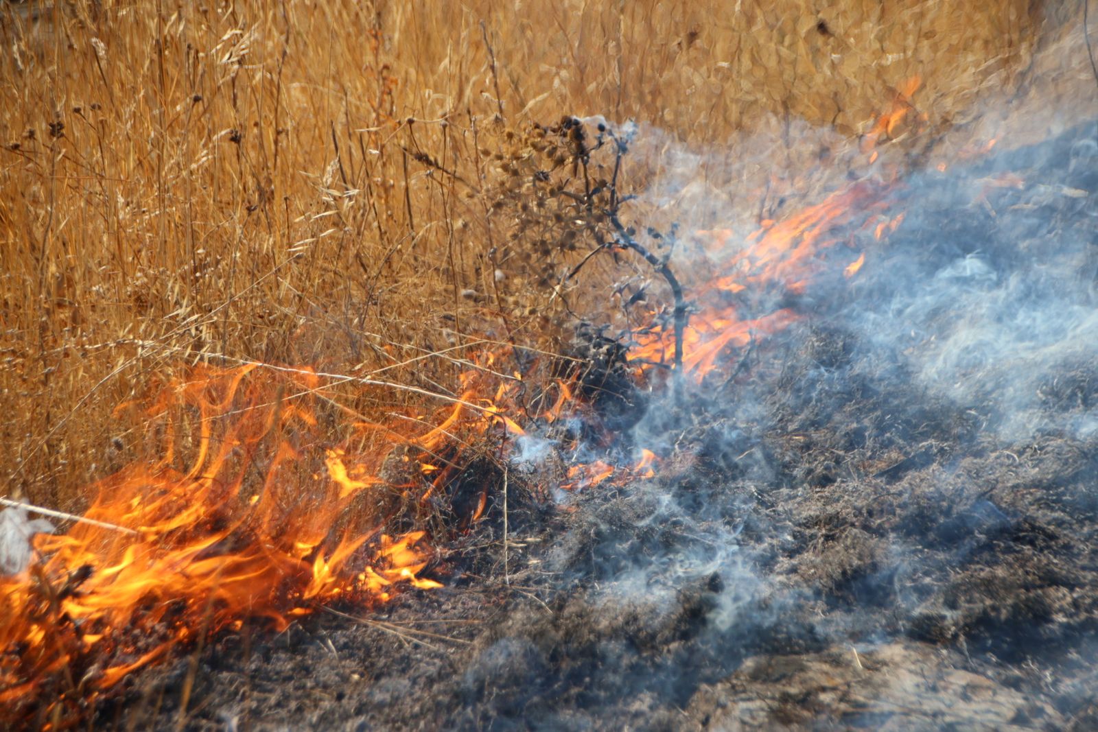 Incendio de rastrojos en la carretera de Matilla de los Caños