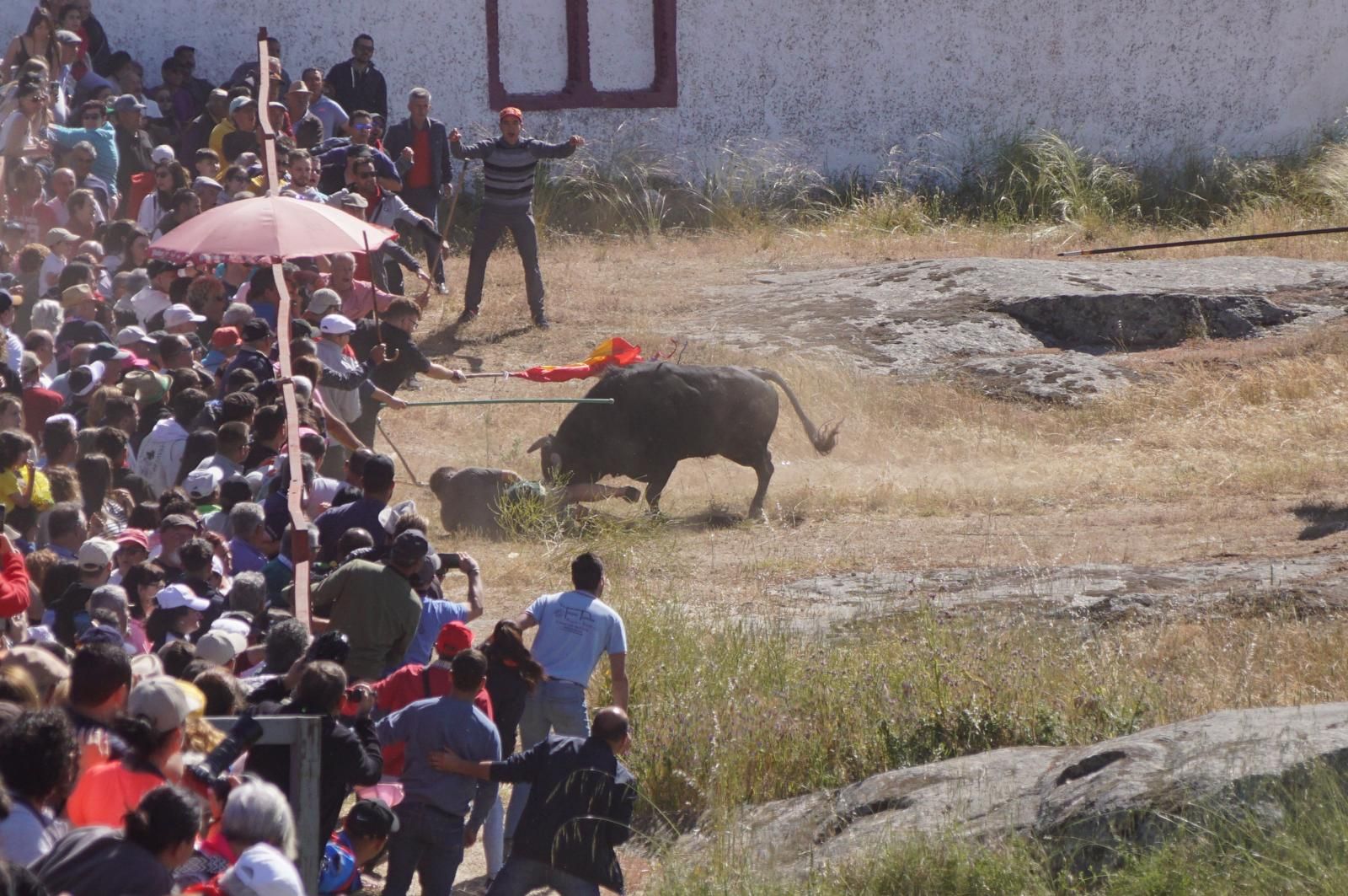 herido-un-hombre-tras-ser-volteado-por-un-astado-en-los-espantos-de-ledesma-foto-juanes-9