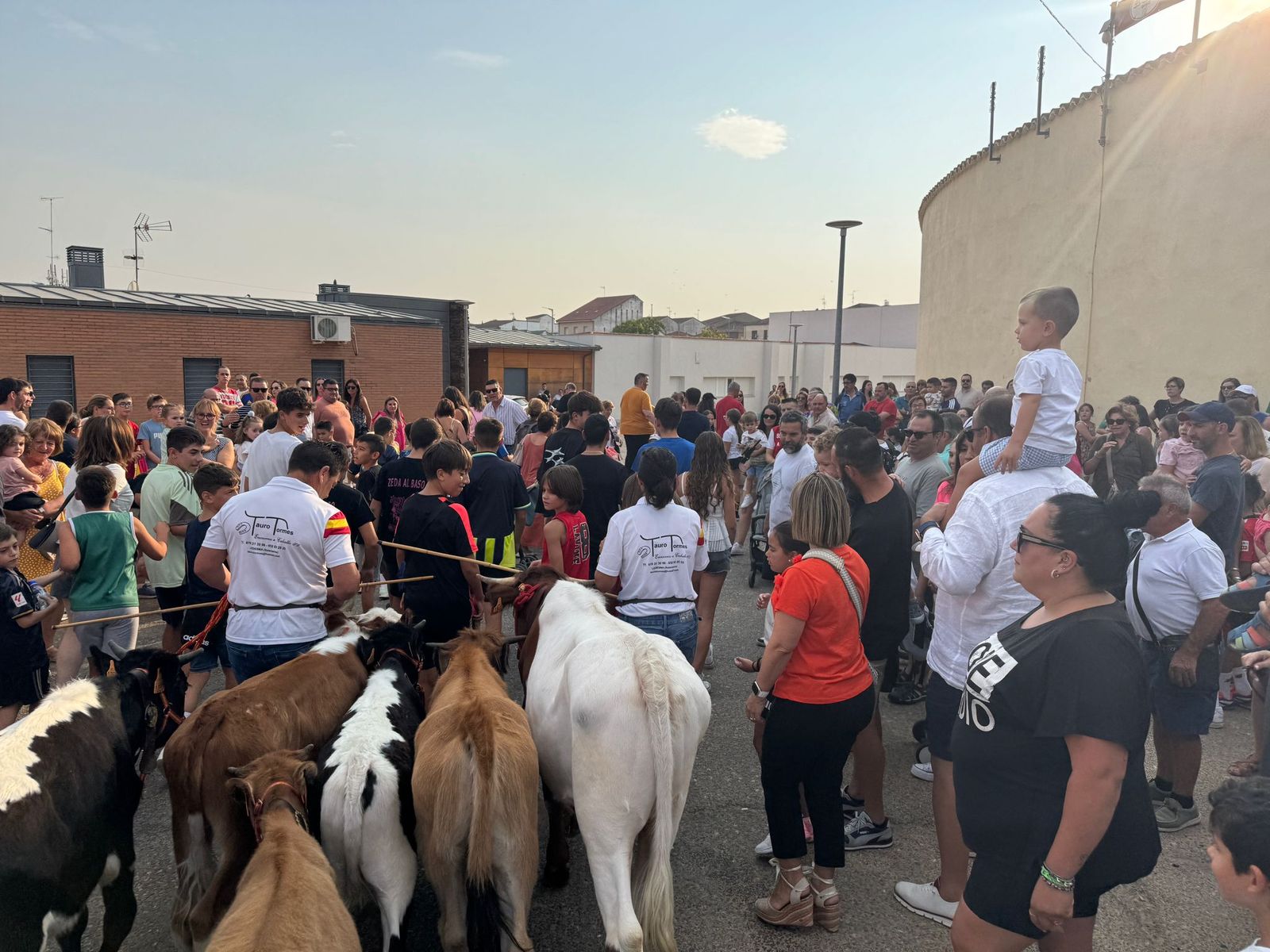 Encierro infantil de Mini Bueyes en Guijuelo durante sus fiestas 2025
