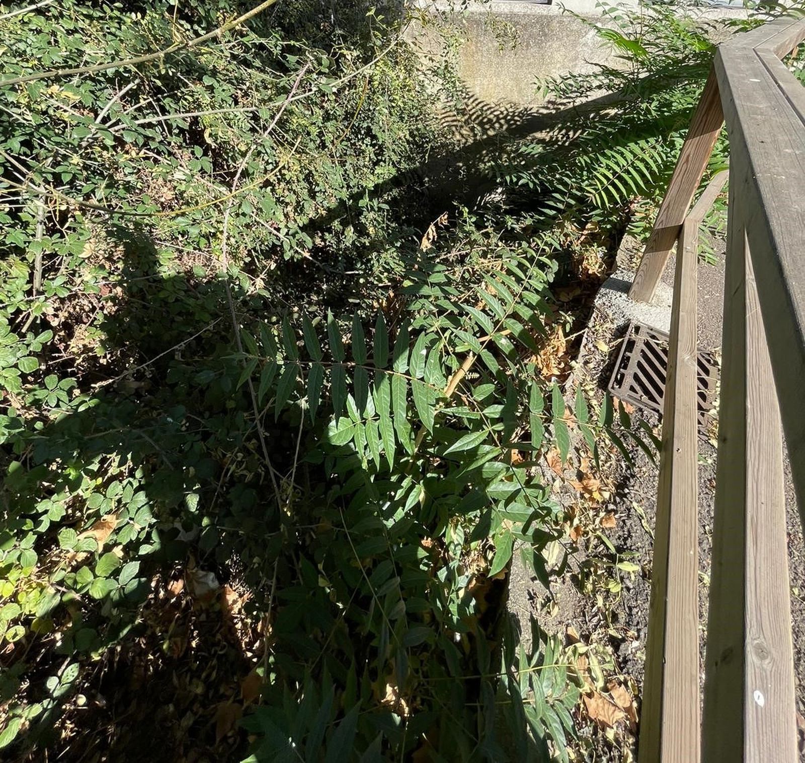 denuncian-el-estado-del-regato-situado-en-el-parque-lazarillo-de-tormes-de-tejares-7