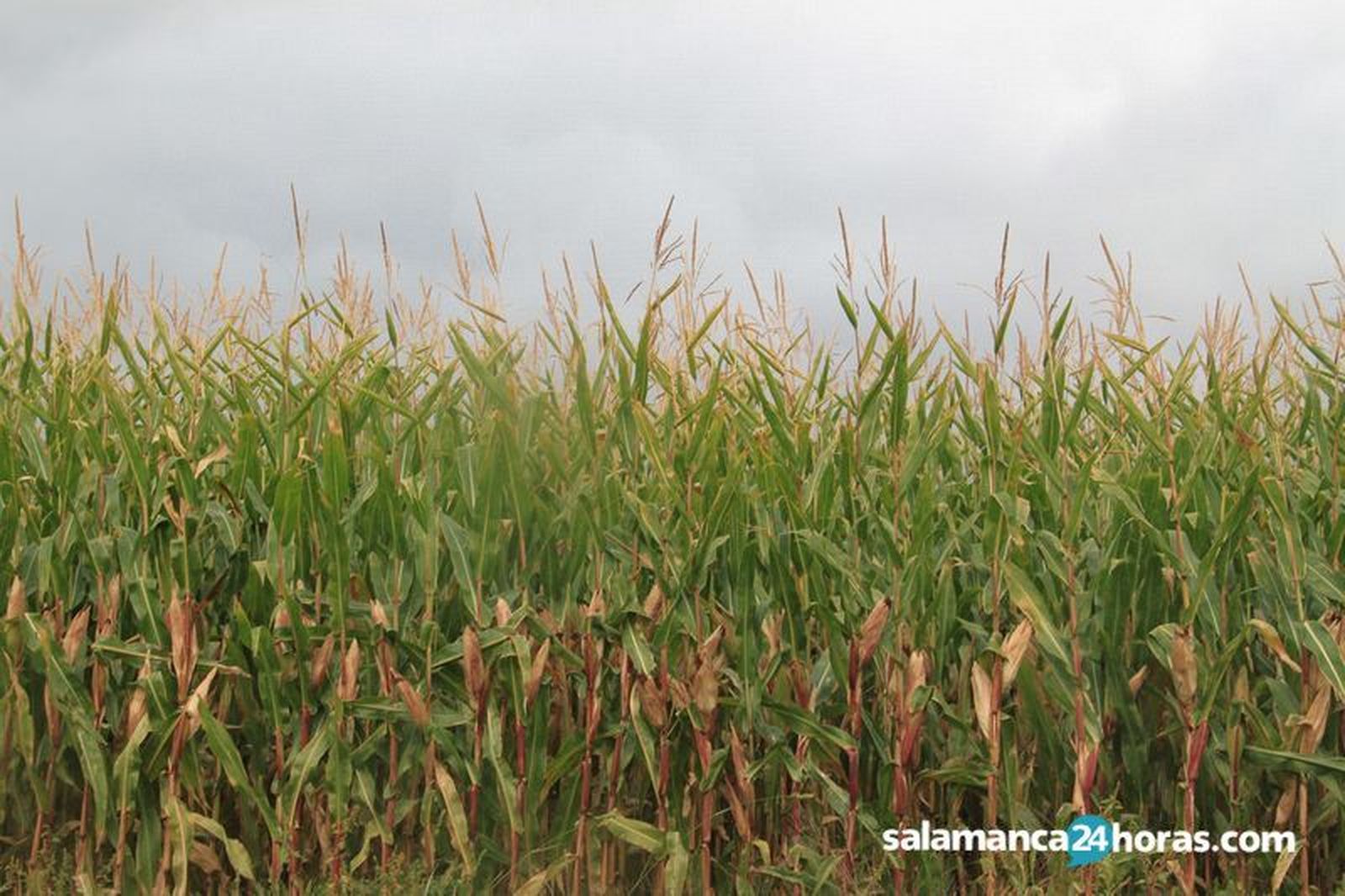 Maíz septiembre. Foto de archivo