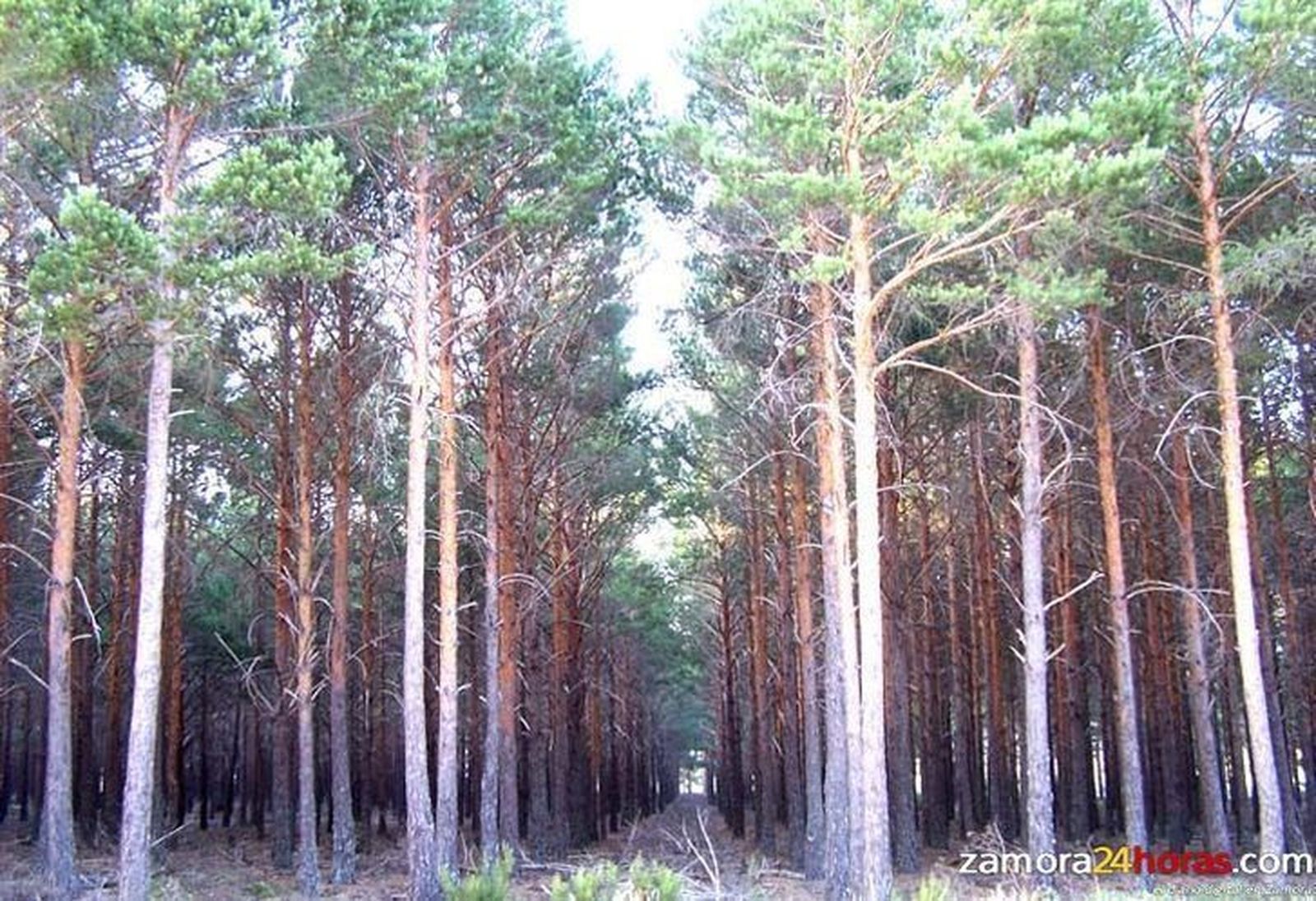 Zamora cuenta con dos plantas de biodiésel, en una región "referente" en cuanto a biomasa