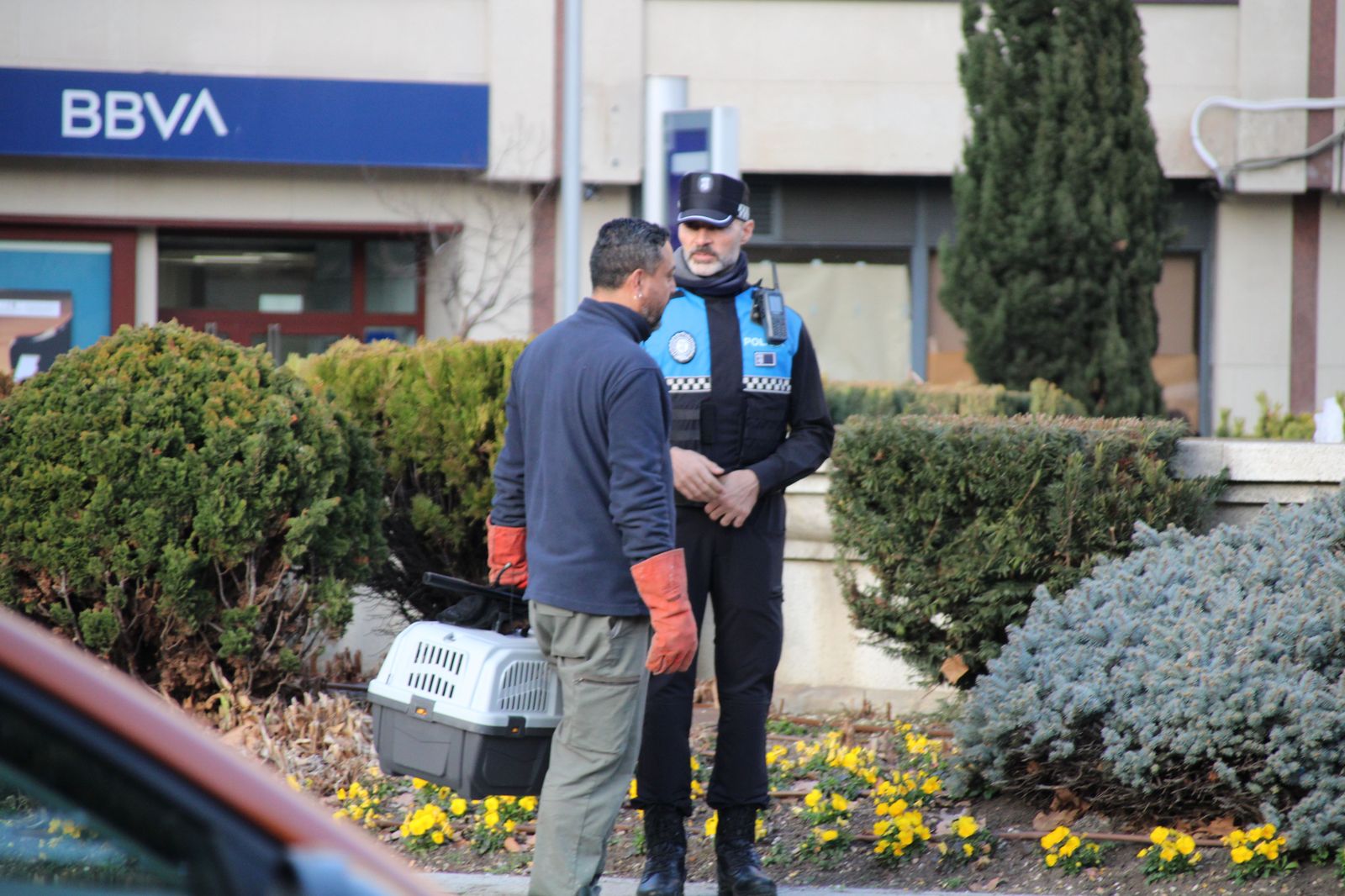 La Policía Local busca a un visón refugiado en la fuente de la Puerta de Zamora. Fotos S24H (17)