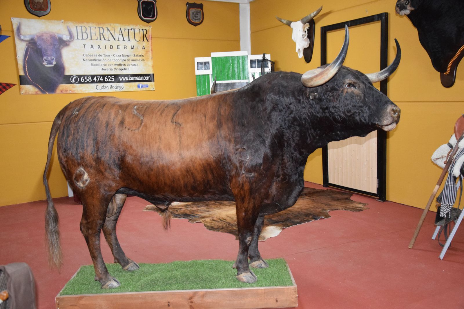 taxidermia-en-salamanca-27