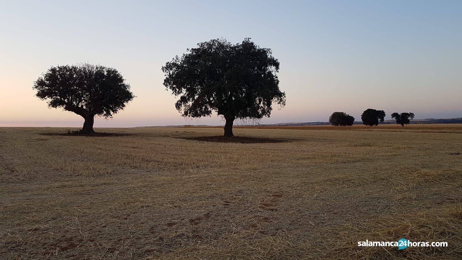Campo de cereales en Salamanca. Foto de archivo