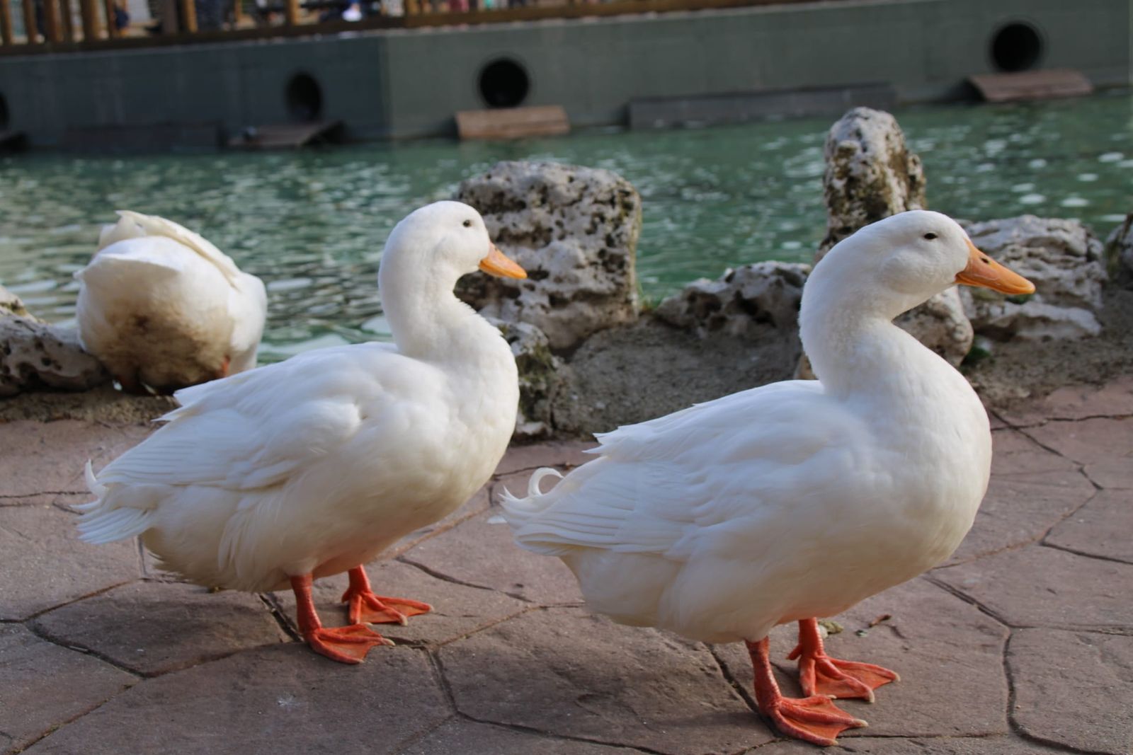 Patos y cisnes vuelven al estanque de La Alamedilla